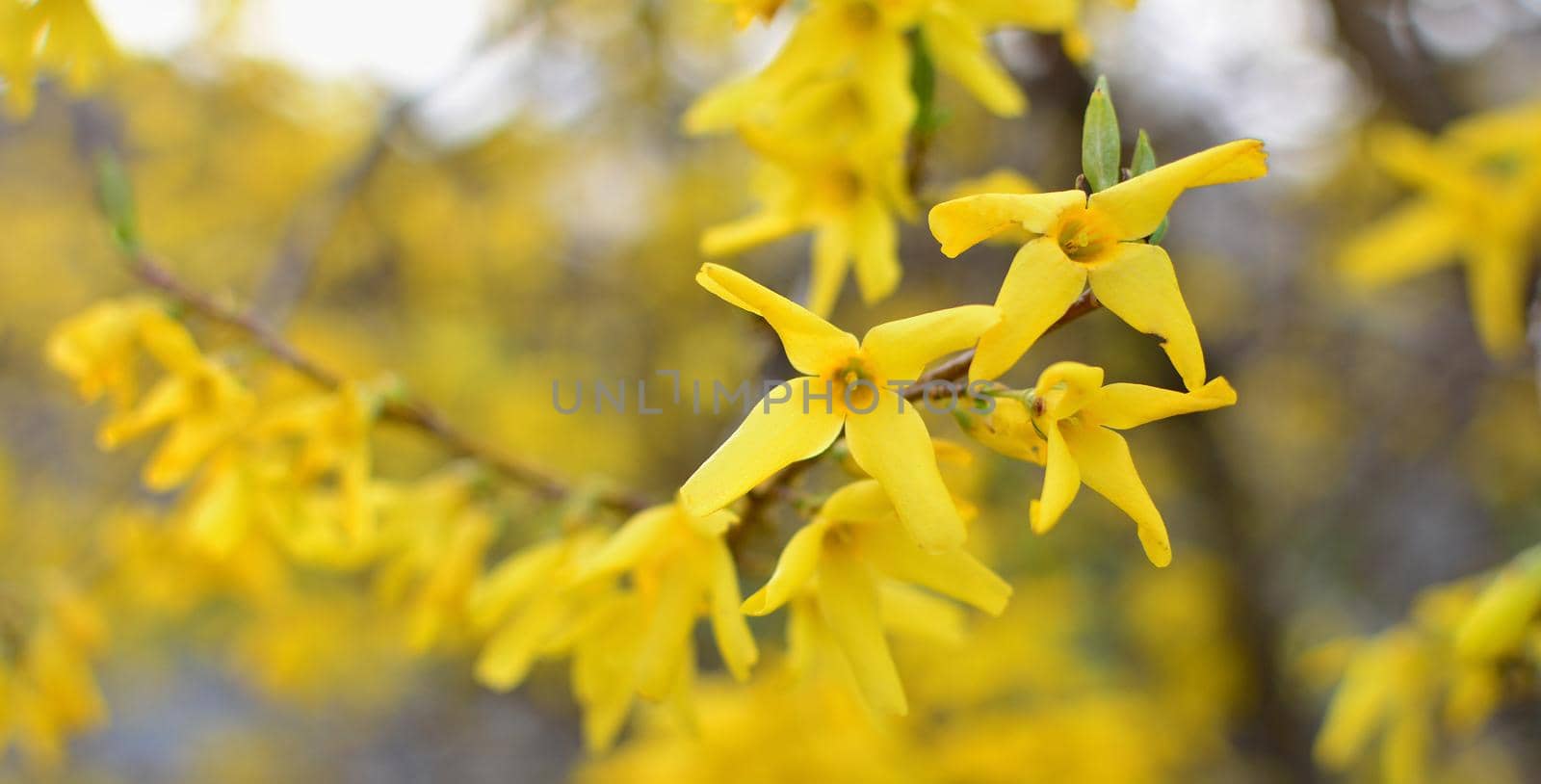 Blooming Forsythia Intermedia in Spring Season, Close up of Blooming Forsythia Intermedia Branches.