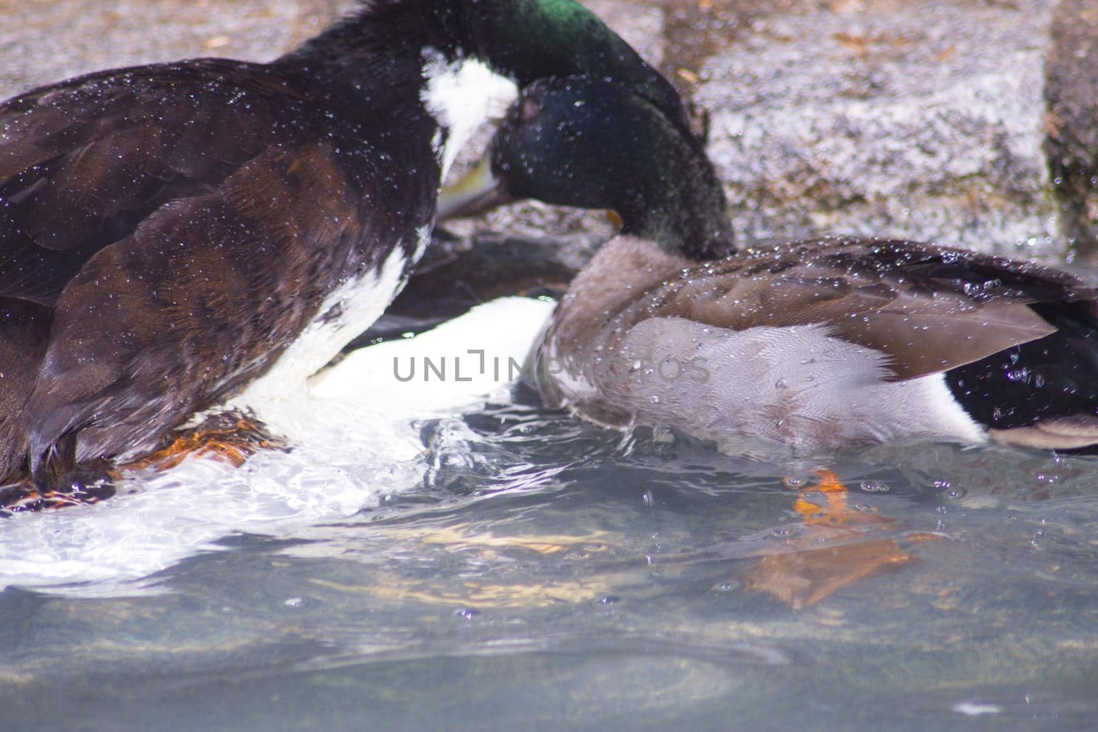 Duck living in an artificial city pond by GemaIbarra