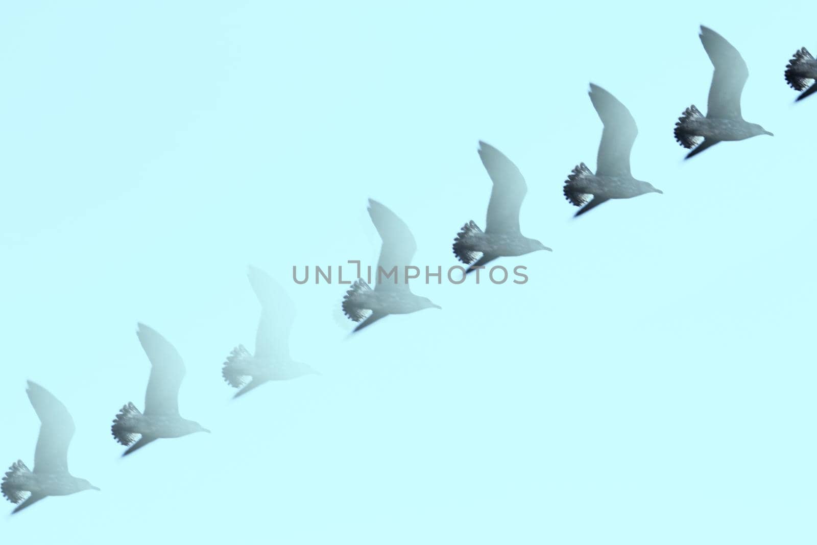 Seagull silhouette flying over blue sky by GemaIbarra