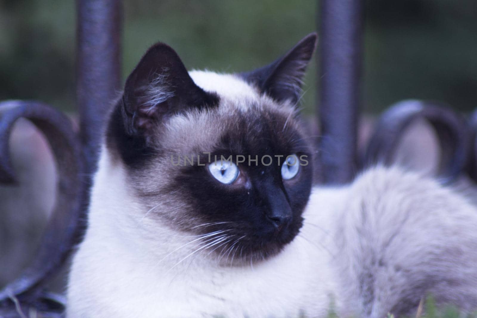 Siamese cat with blue eyes lying on the street. No people