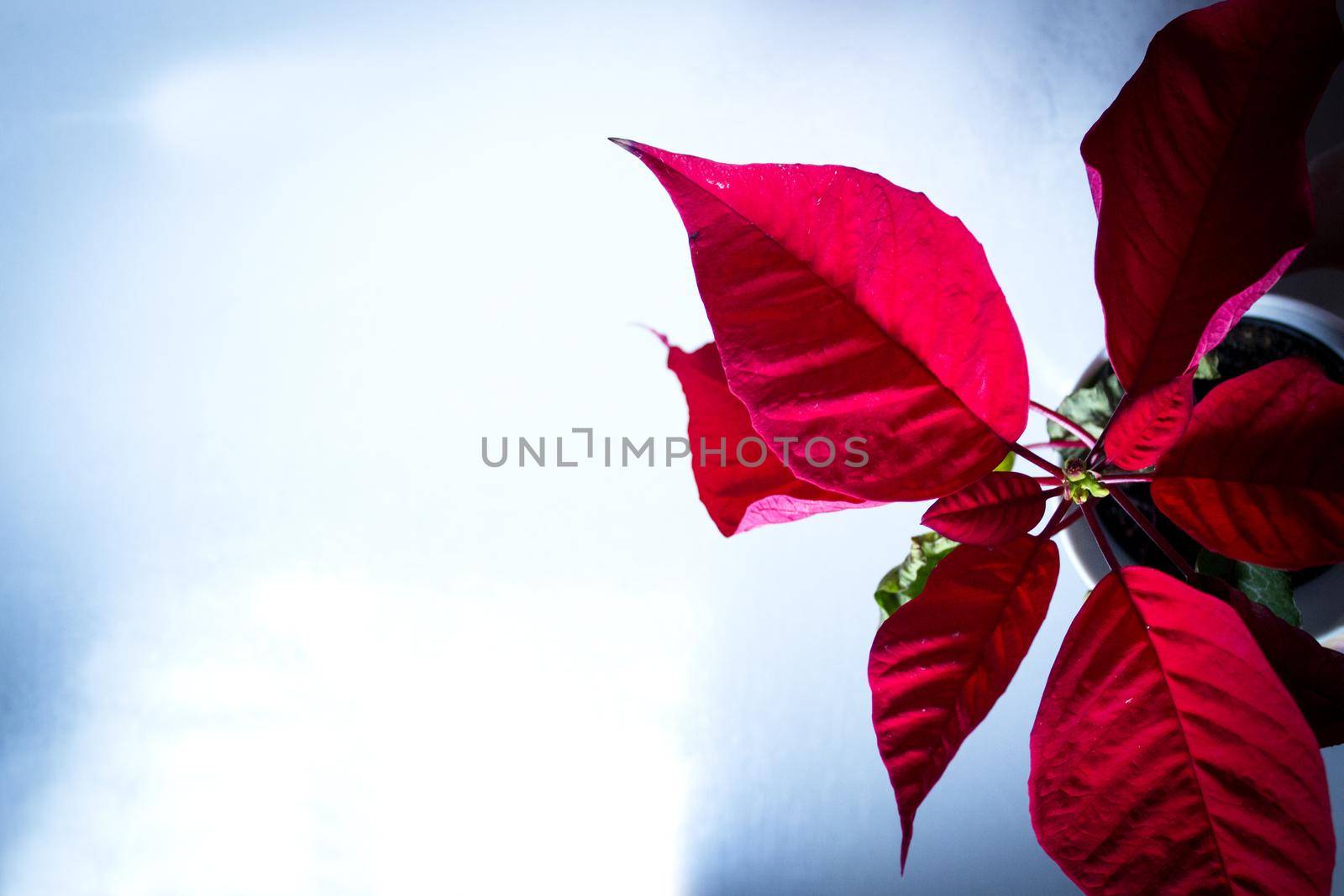 Poinsettia in red. No people. Copy space