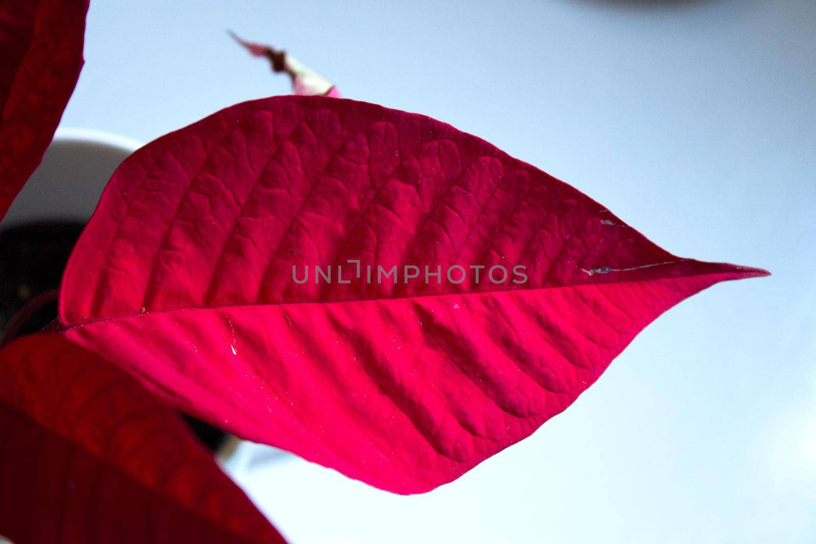 Poinsettia in red. No people. Copy space