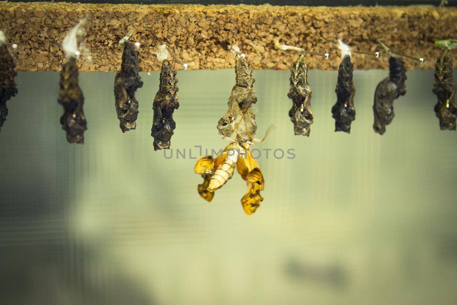 Birth of a metamorphosis butterfly. No people