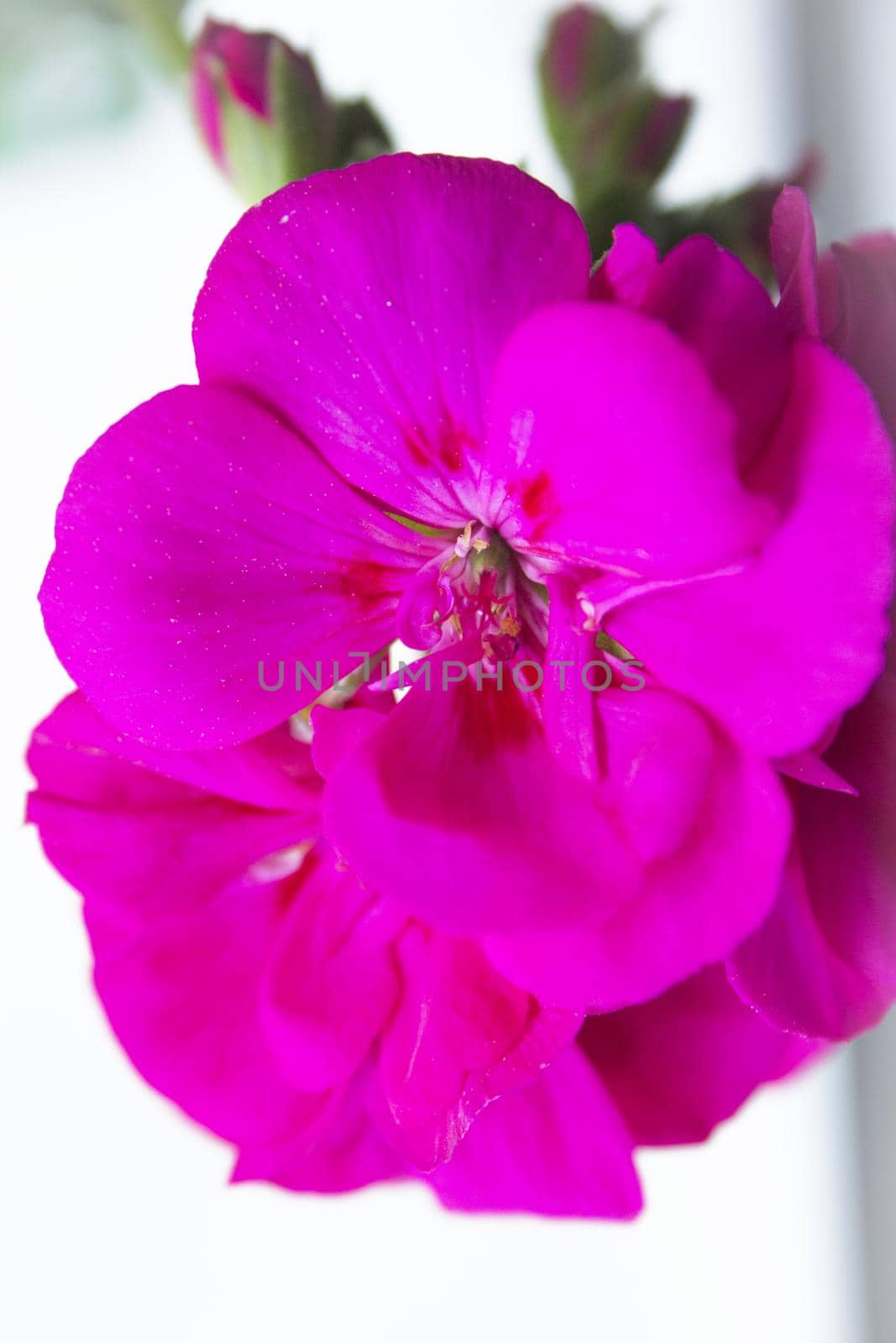 Geranium flower in pink with green leaves. No people