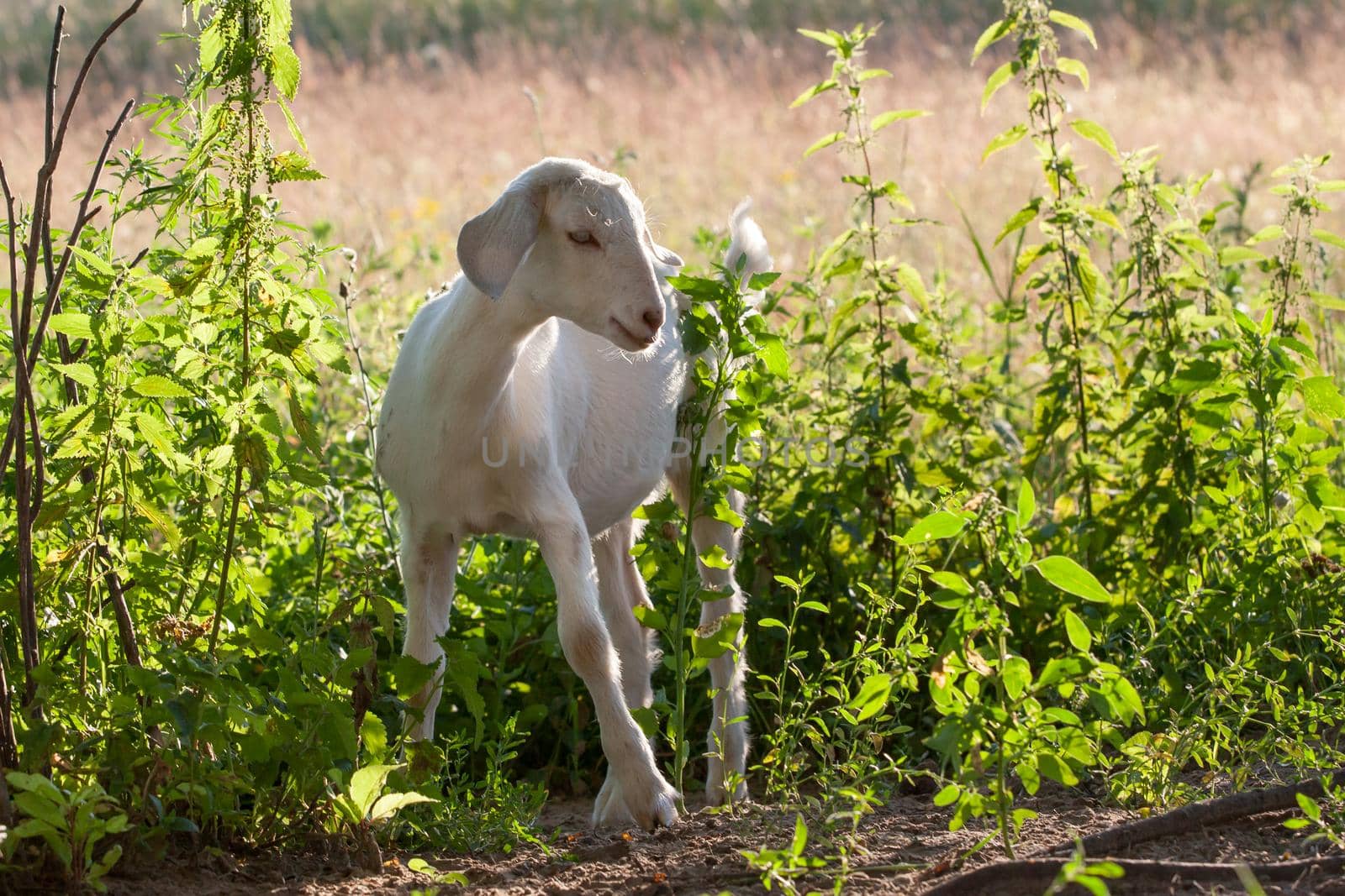 White nubian young goat and shining green nettles plants
