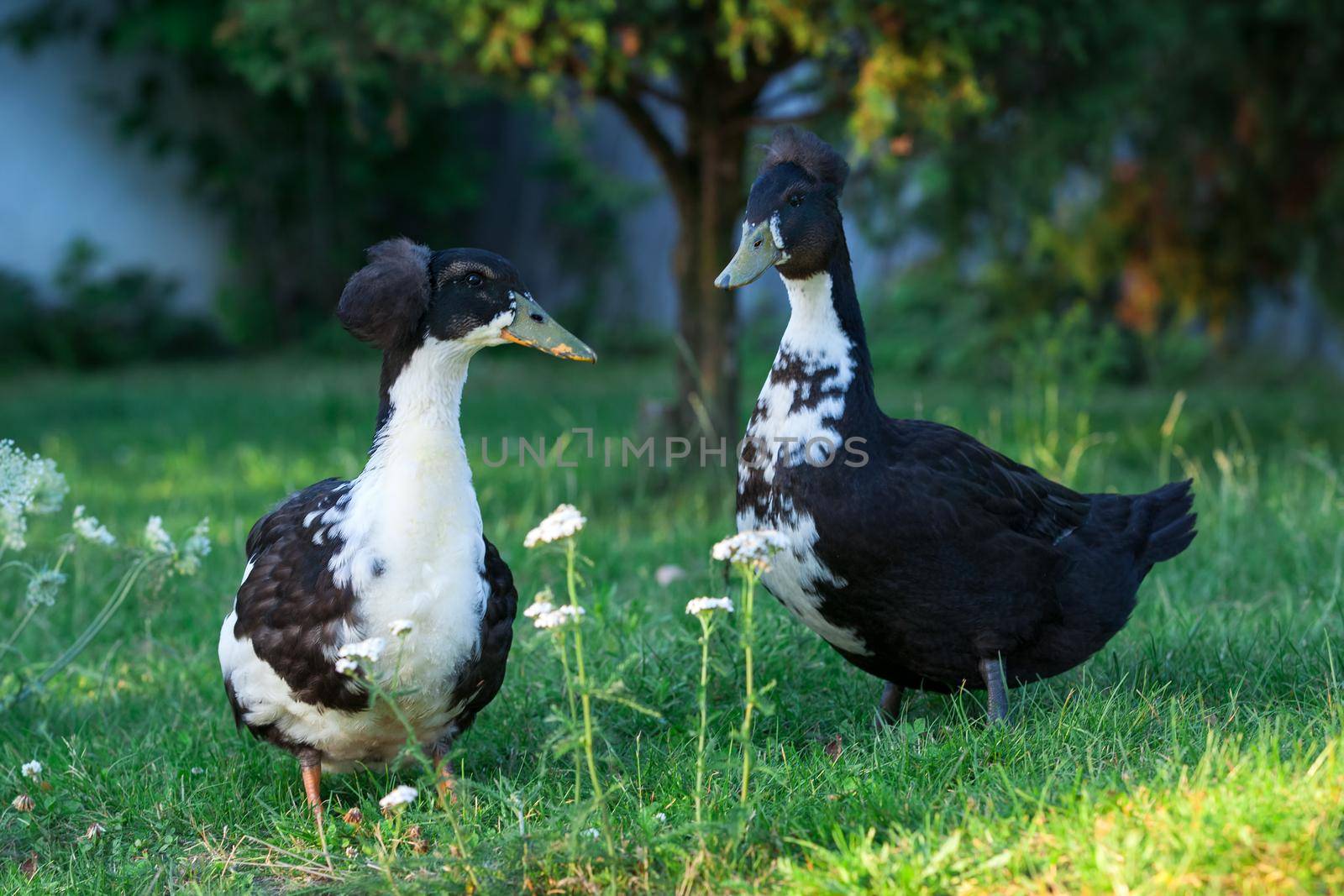 Pair of ducks in my garden by Lincikas