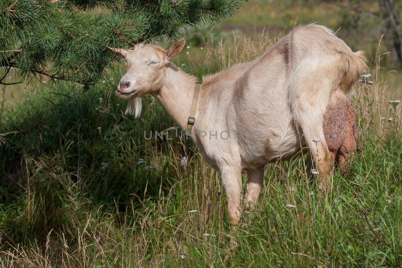 An old goat with a big udder eats pine needles