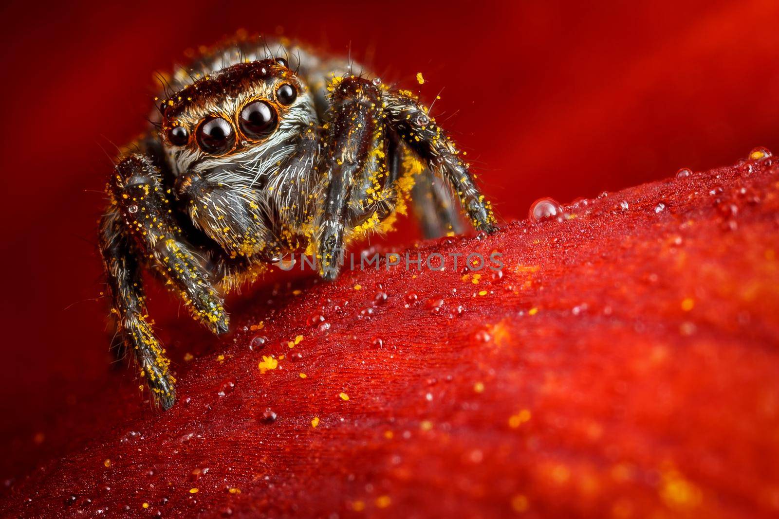 Jumping spider on a ruby red petal with dew drops by Lincikas