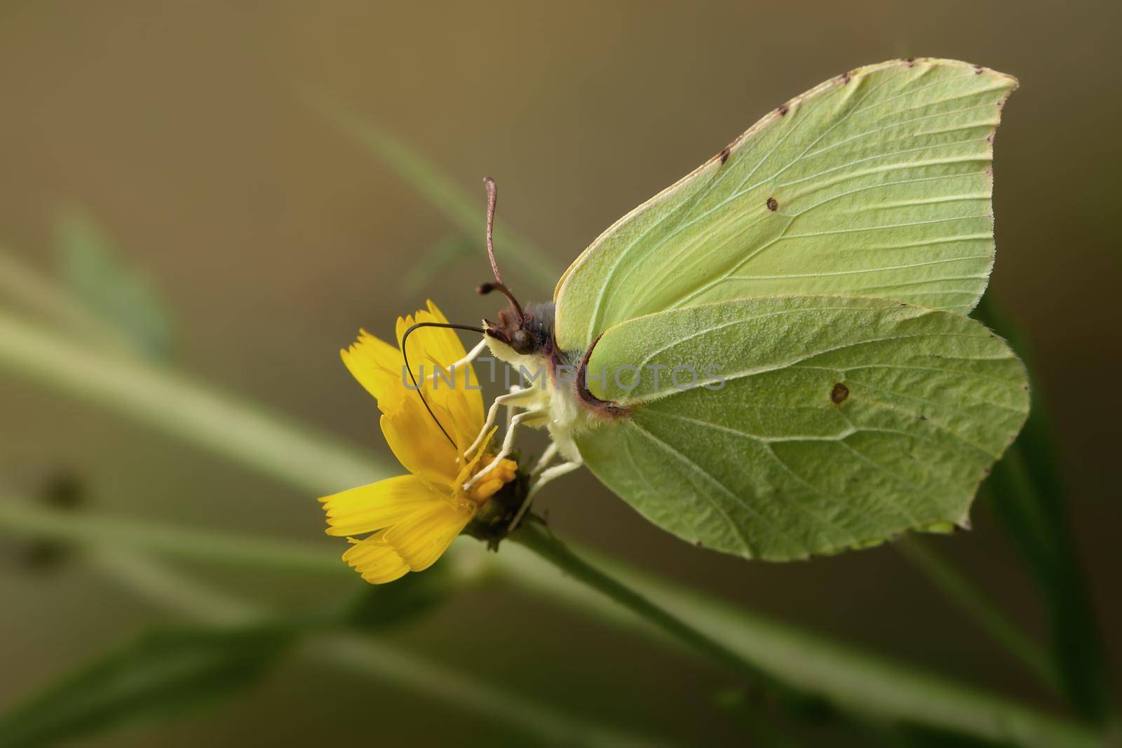 Light greenish Brimstone buterfly and yellow flower