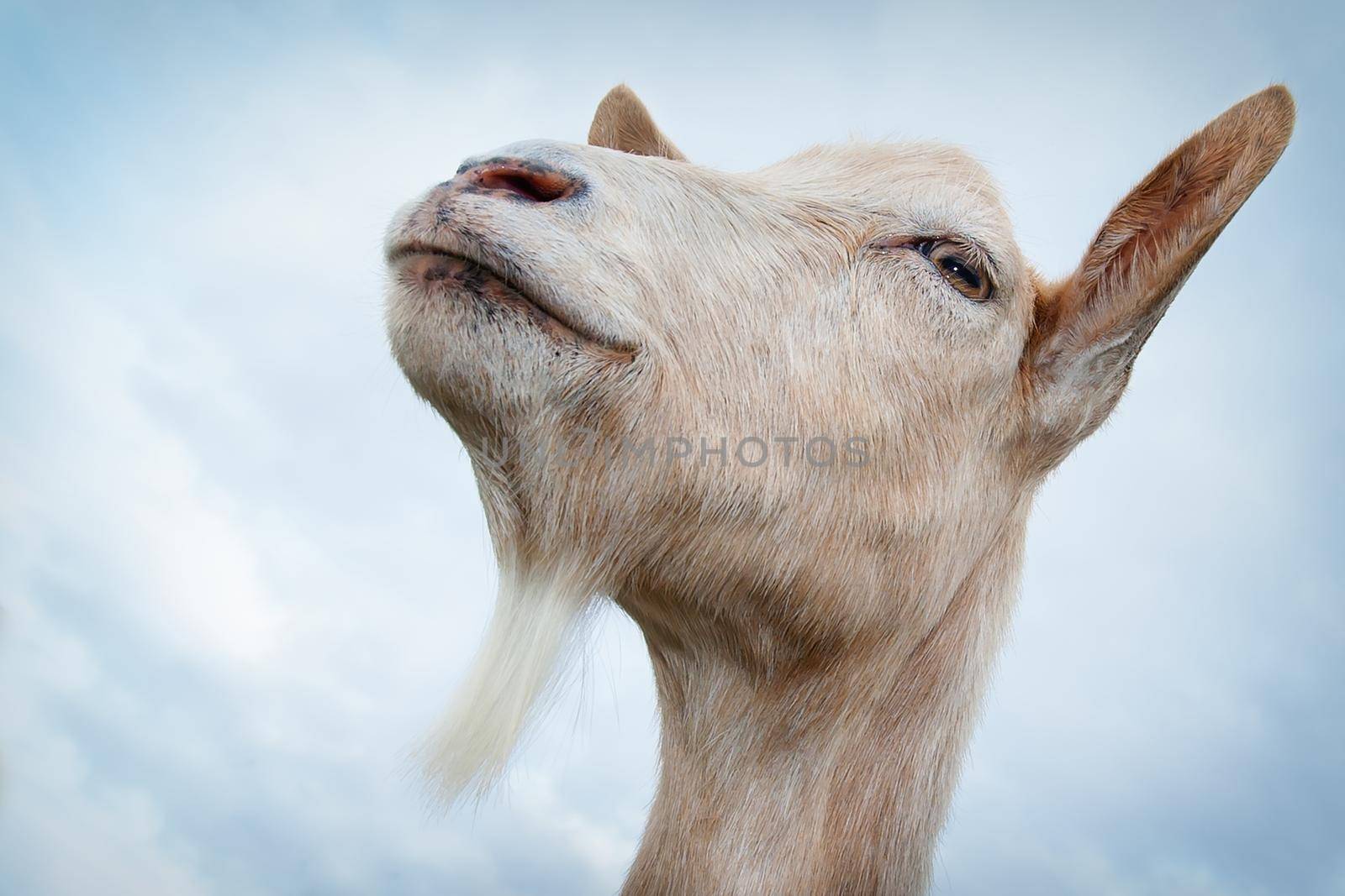 Proud goat's portrait in the blue sky with clouds background