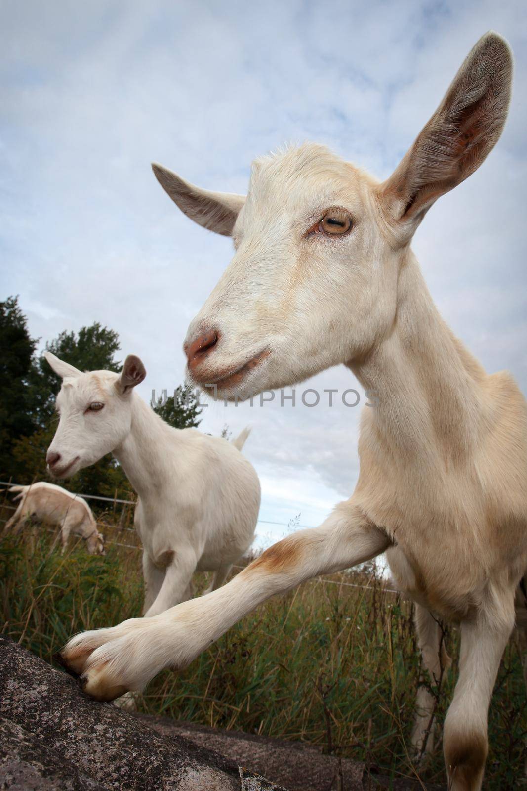 White Goat in pasture shows her hoof