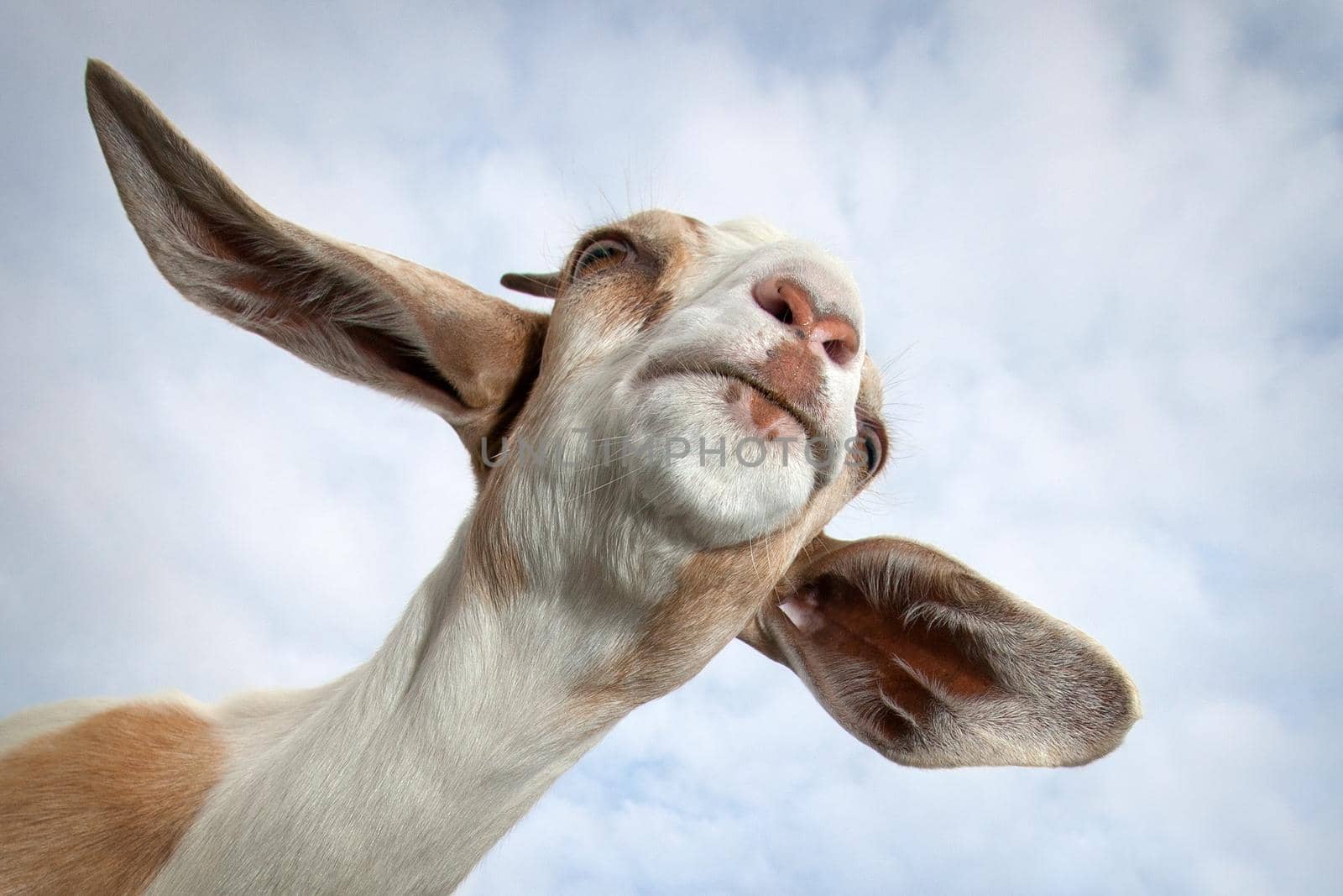 Goat flight by Lincikas