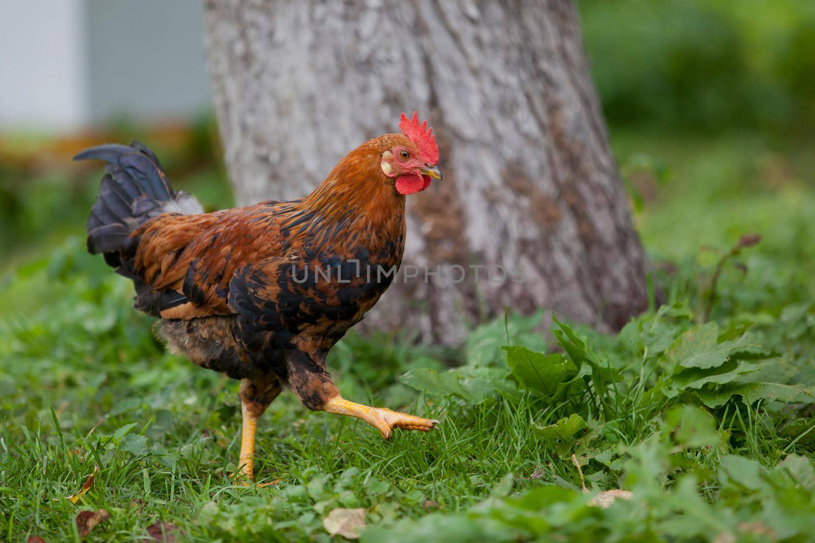 A very proud brown Rooster by Lincikas