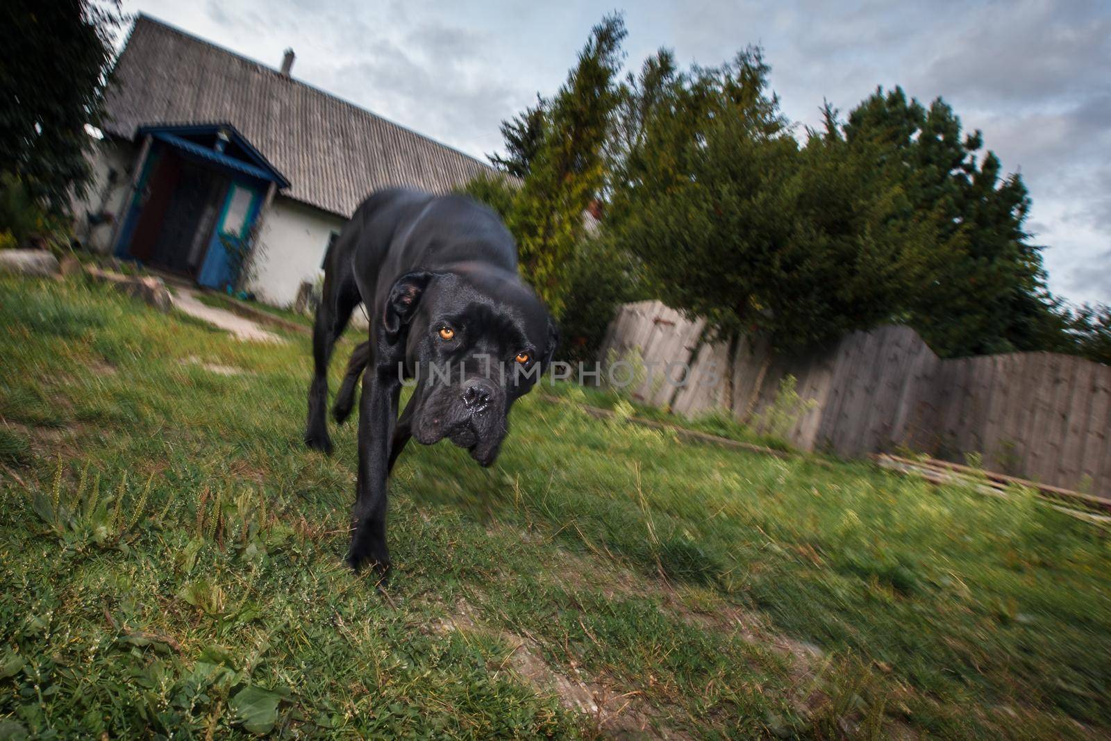 Cane corso dog walking in the yard