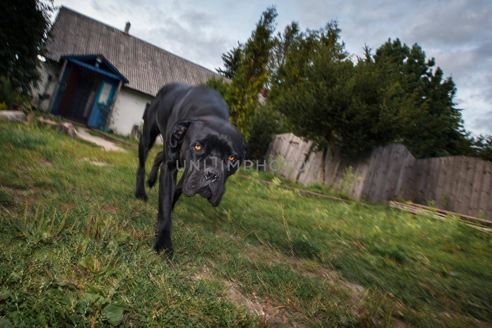 Walking in the yard by Lincikas