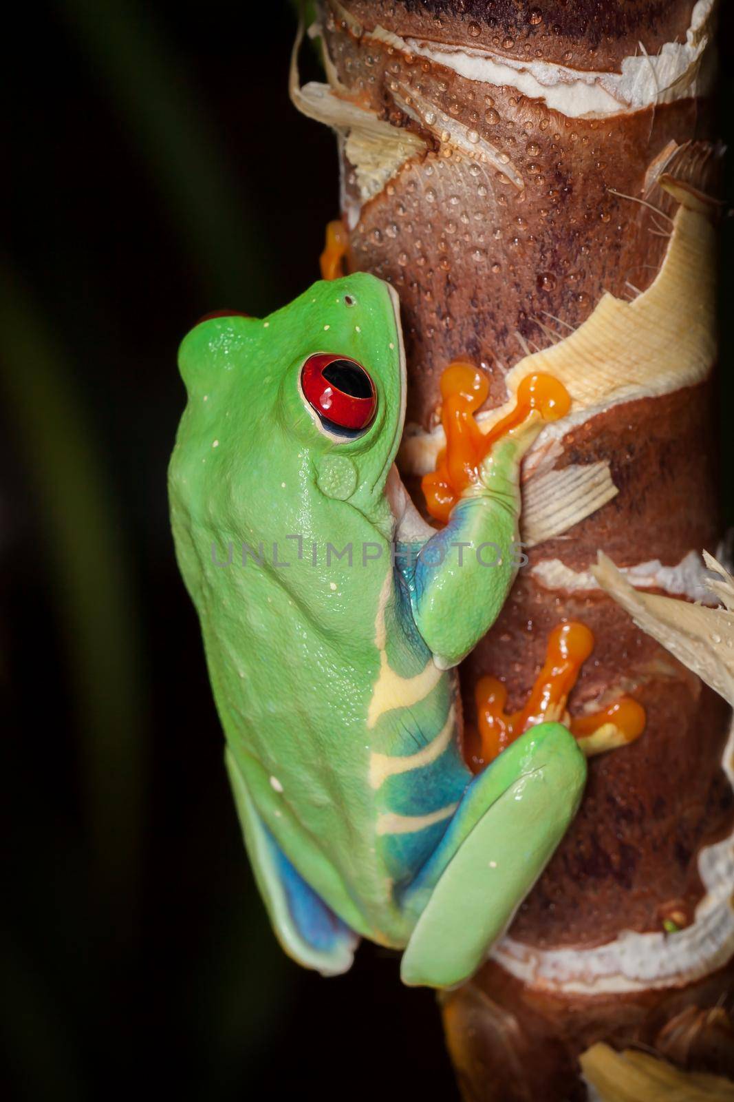 Red-eyed tree frog climbing on the plant stem in the dark background