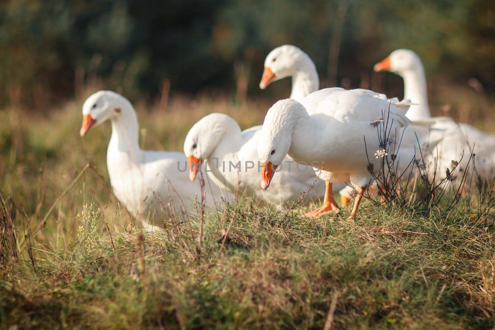 Five nice white gooses grazing on the meadow at noon, and looking for food