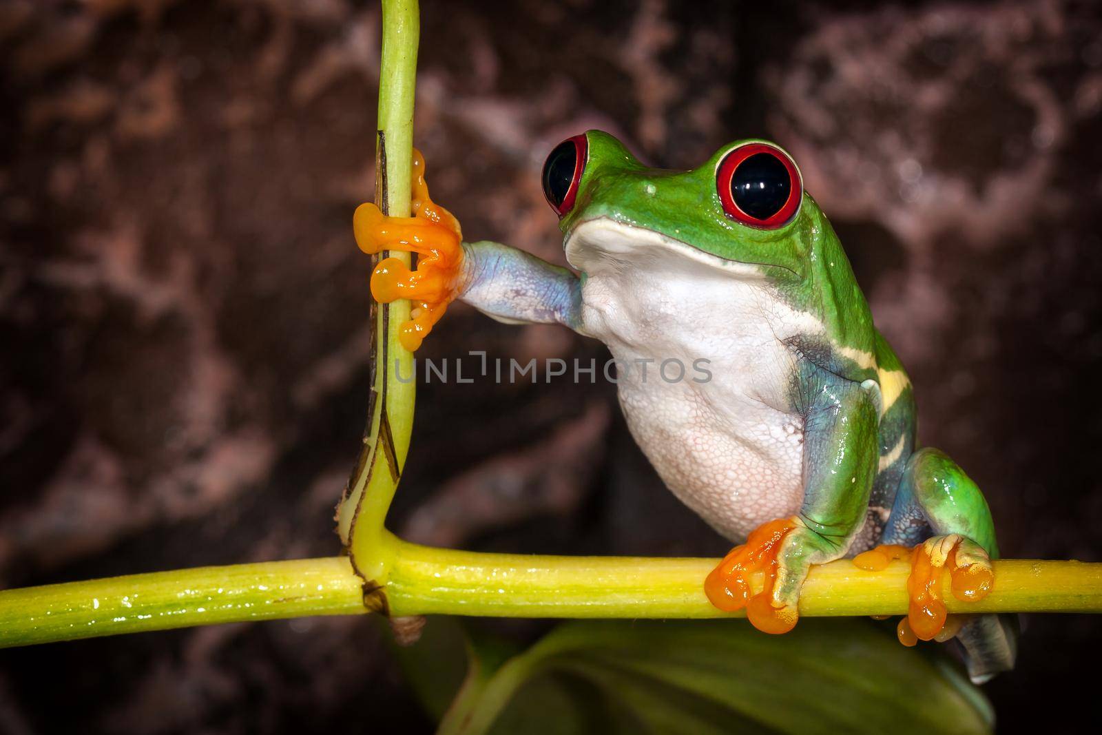 Red eyed tree frog in very important pose sitting in the terrarium by Lincikas