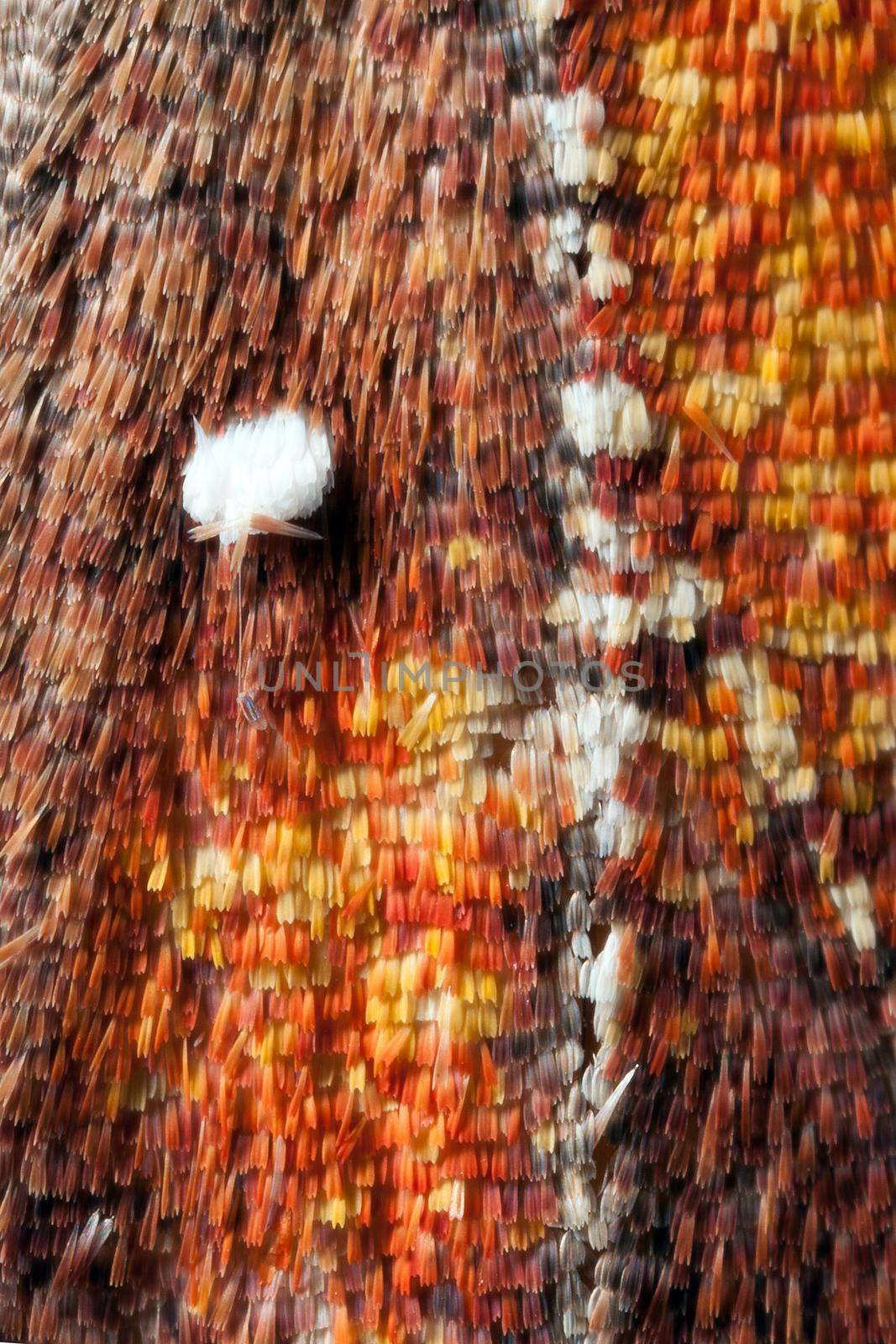 Nights butterfly wings texture. Very similar to a rug with patterns