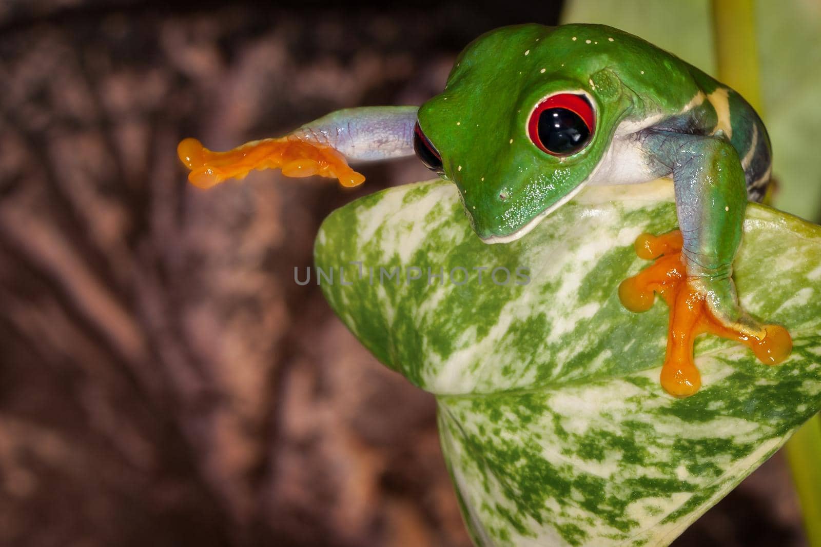 Red eyed tree frog hiding behind the leaf and want something to touch