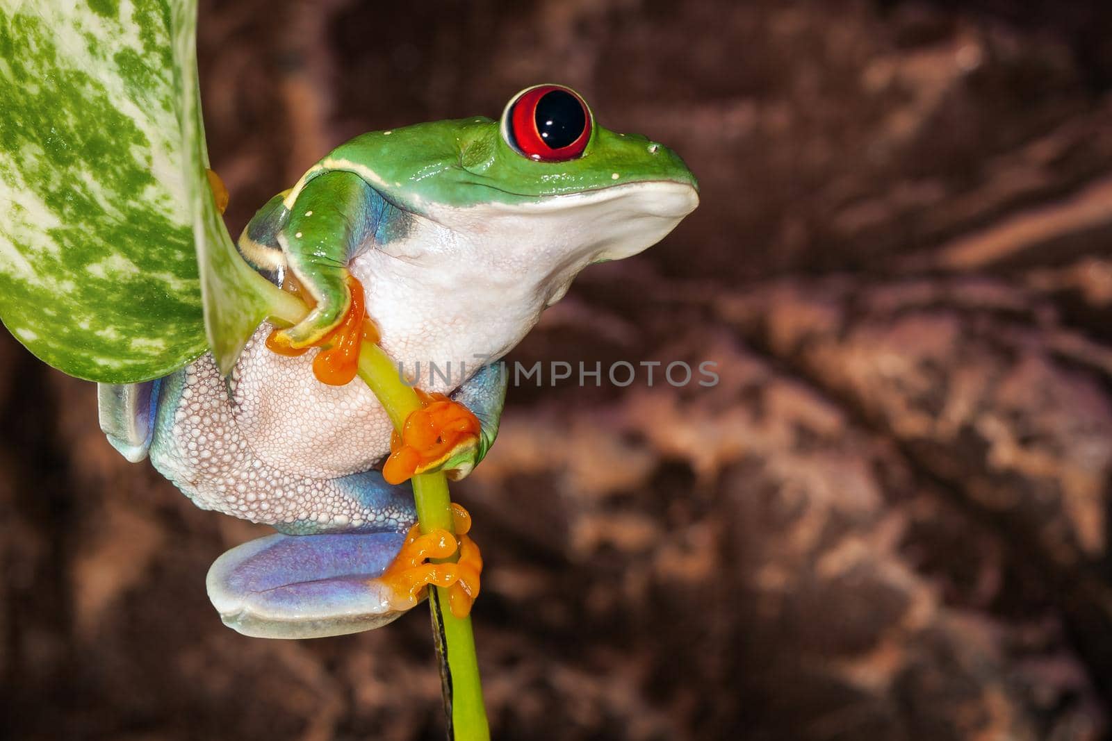 Red eyed tree frog swings on the plant stem with leaf