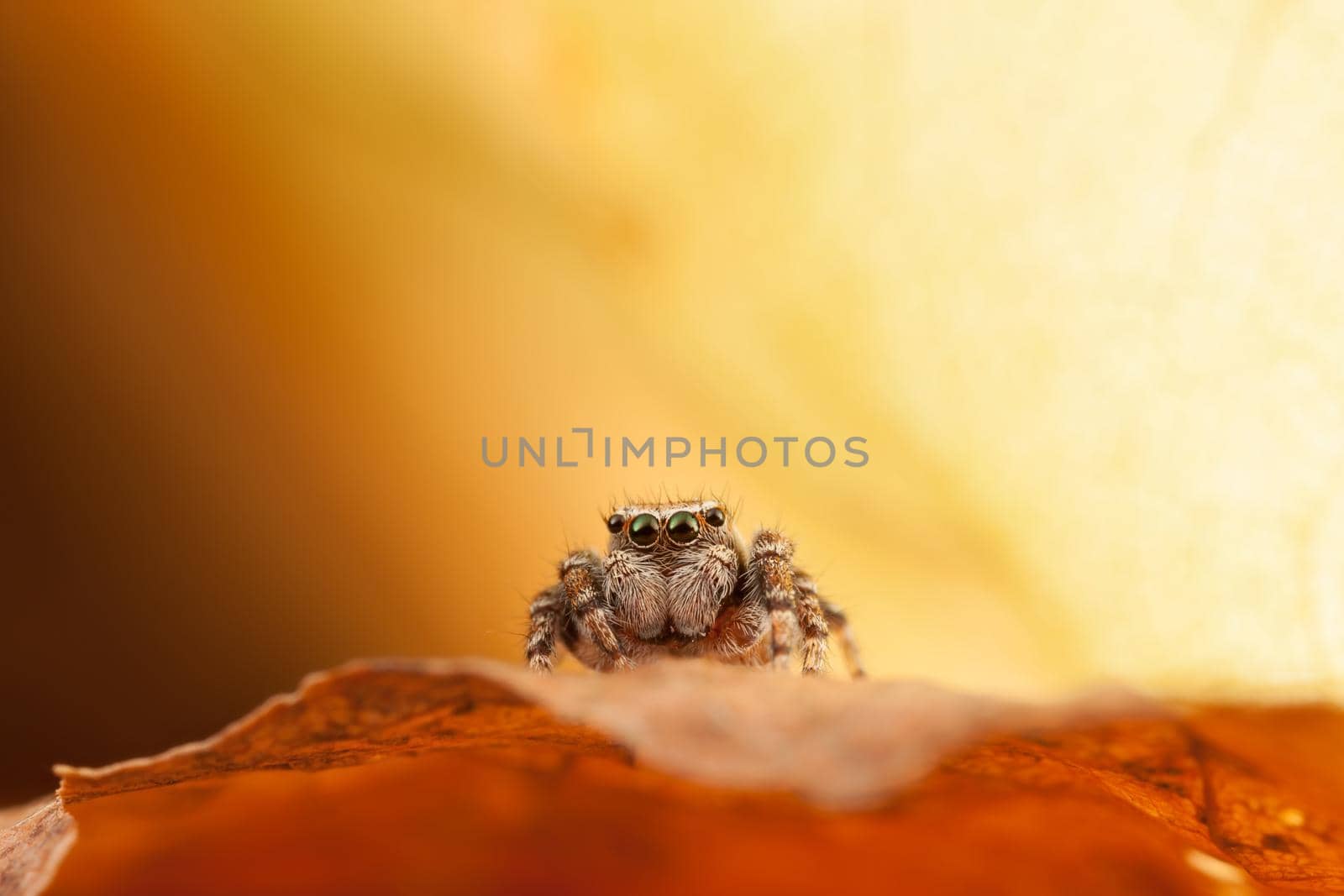 Jumping spider on the orange autumn leaf