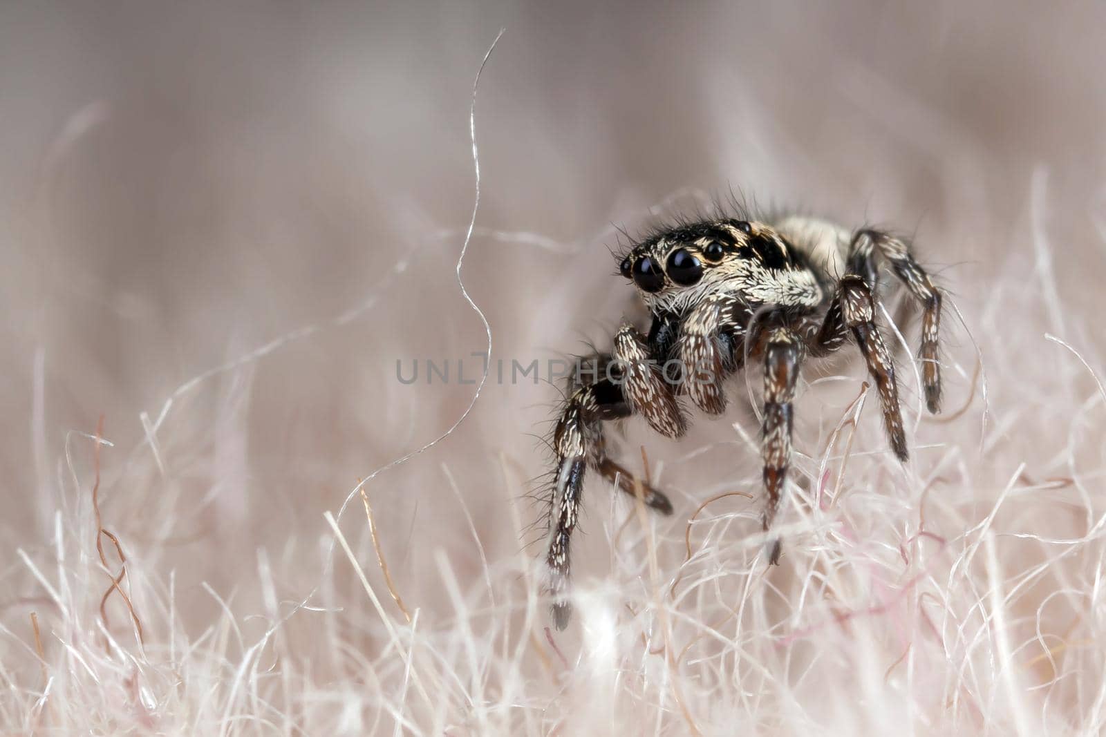 Amall funny little spider on a synthetic fur