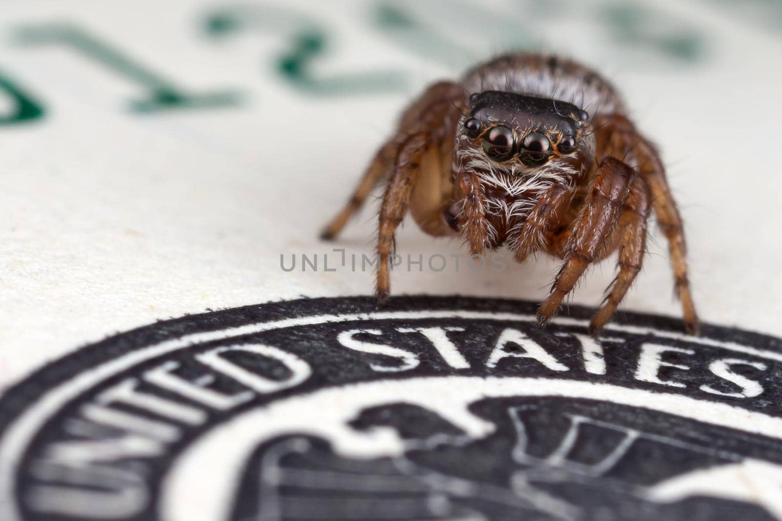 Jumping spider on hundred dollars banknote, Photo in close up
