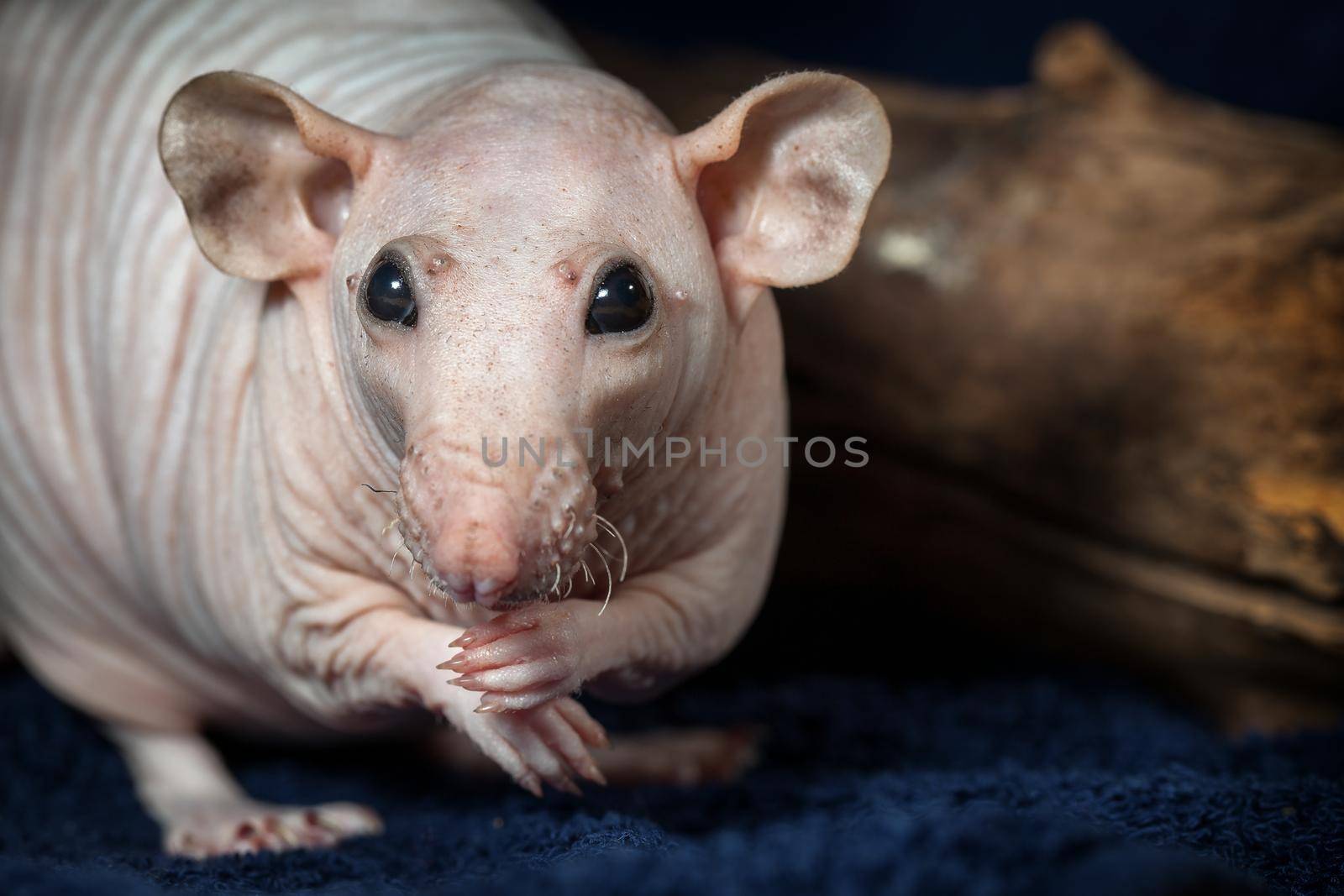 Polite hairless rat posing and looking at the camera. Showing her manicure and natural beauty.