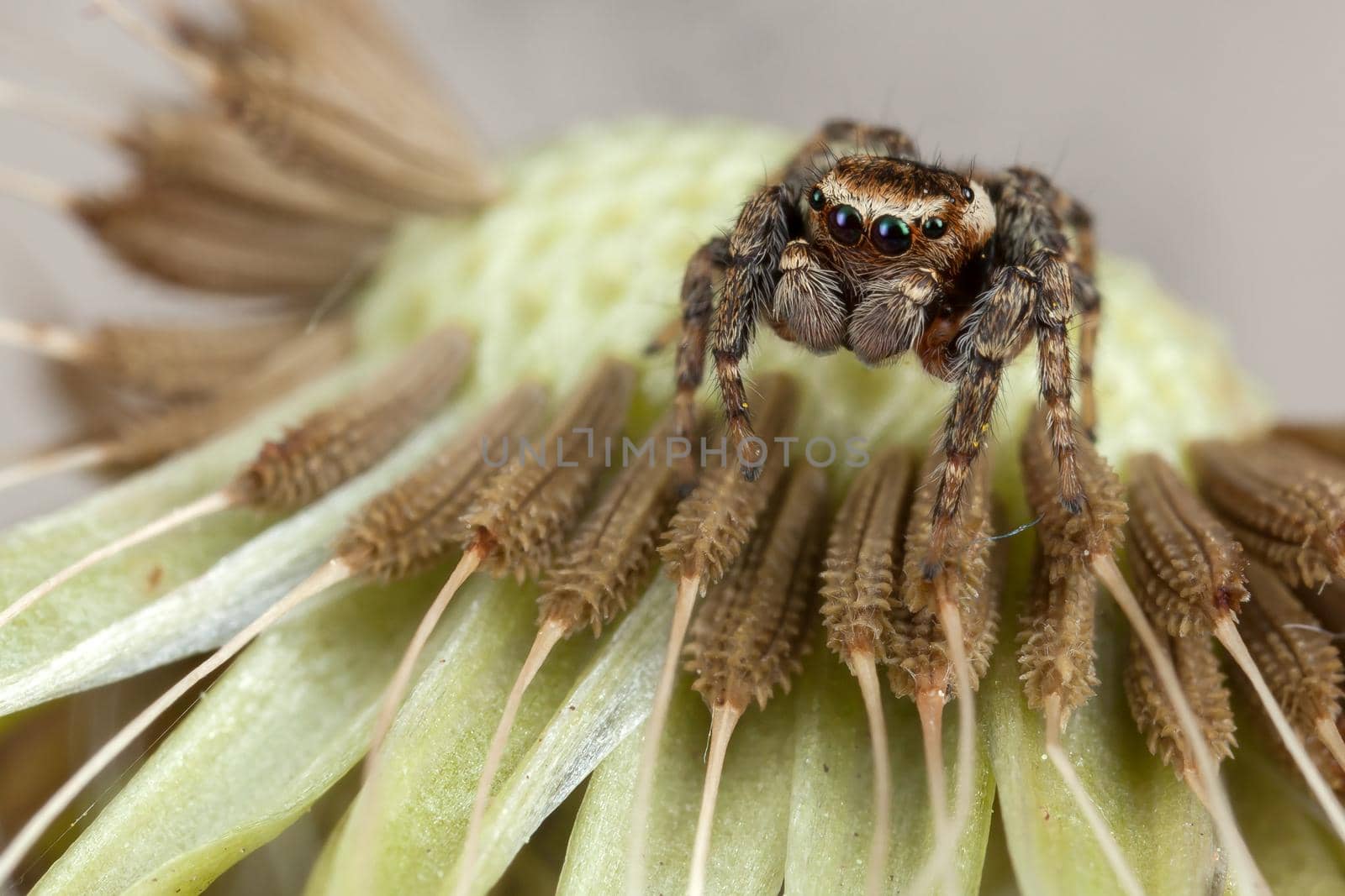 Jumping spider and dandelion seeds by Lincikas