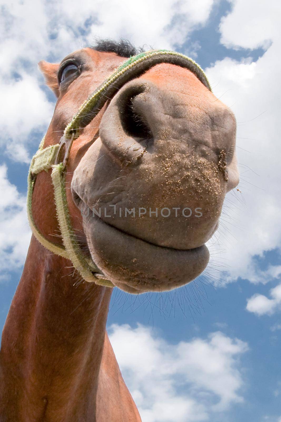 Horse smiling snout portrait after sand eating on the blue,cloudy sky background
