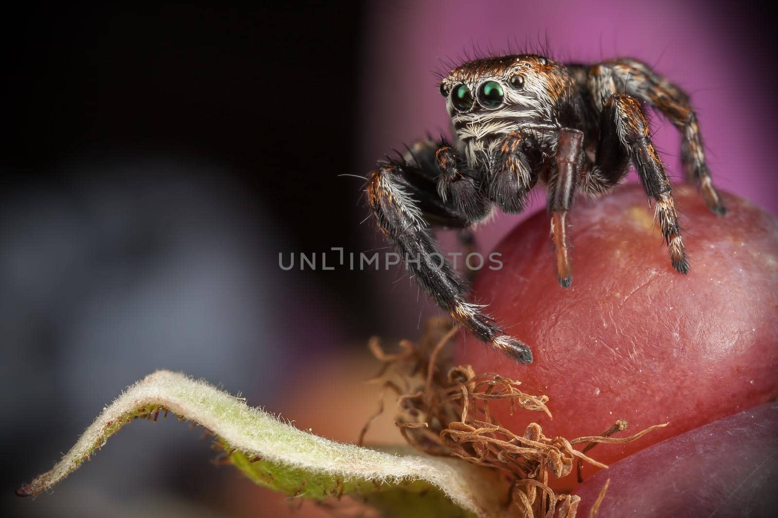 Jumping spider on the big red Blackberry
