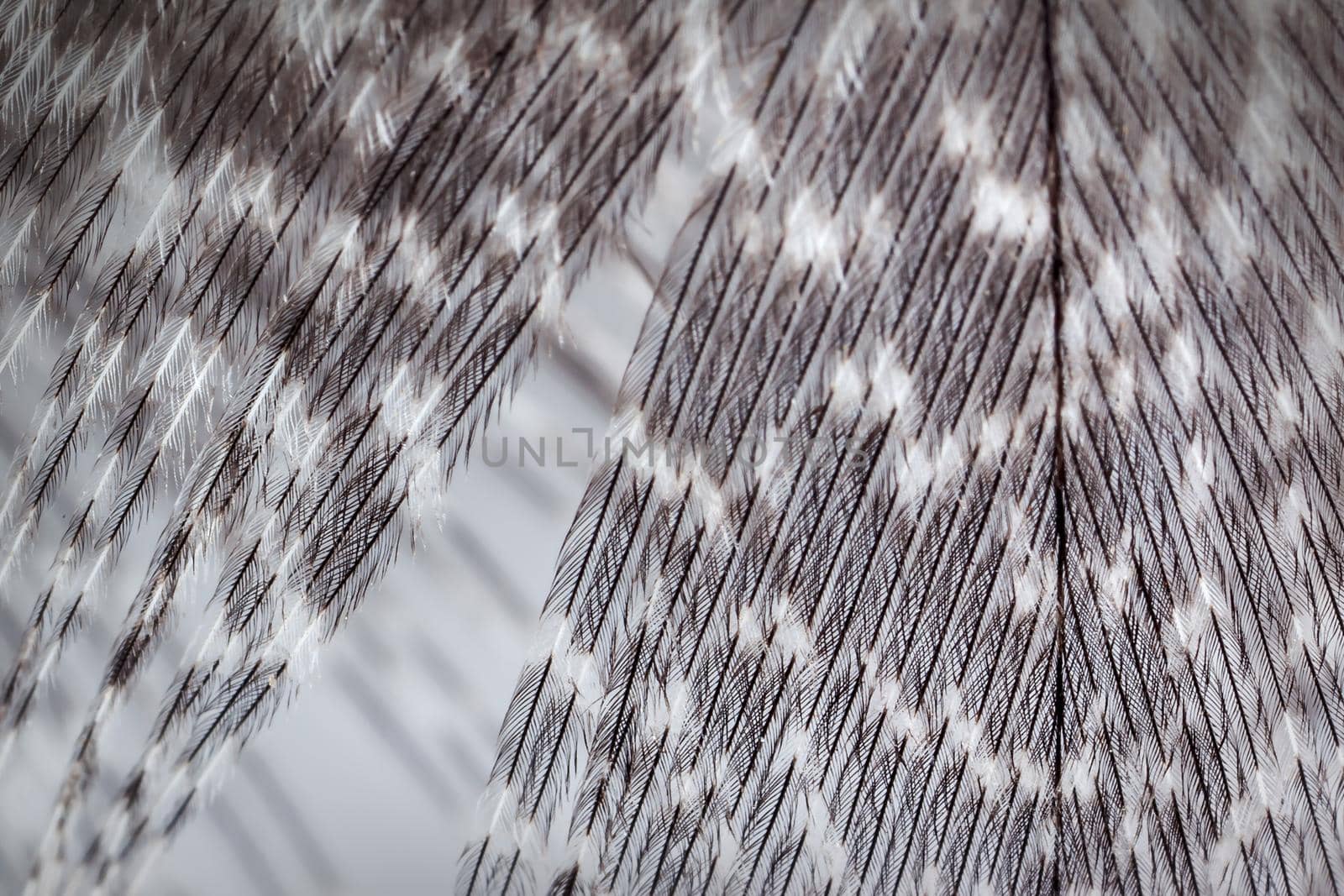 Grey nice plumage texture. Close up photo