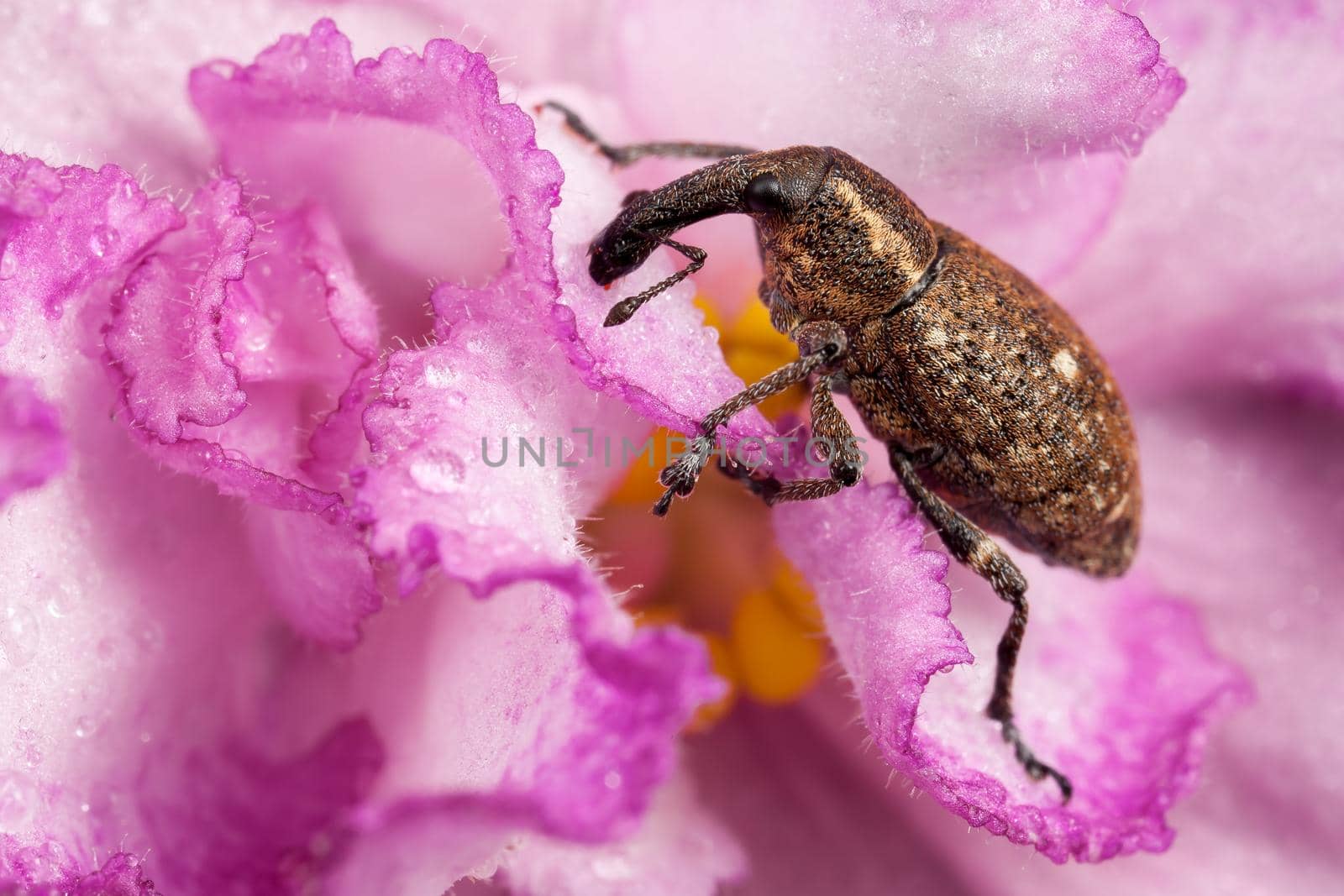 Brown polydrusus bug on the pink flower
