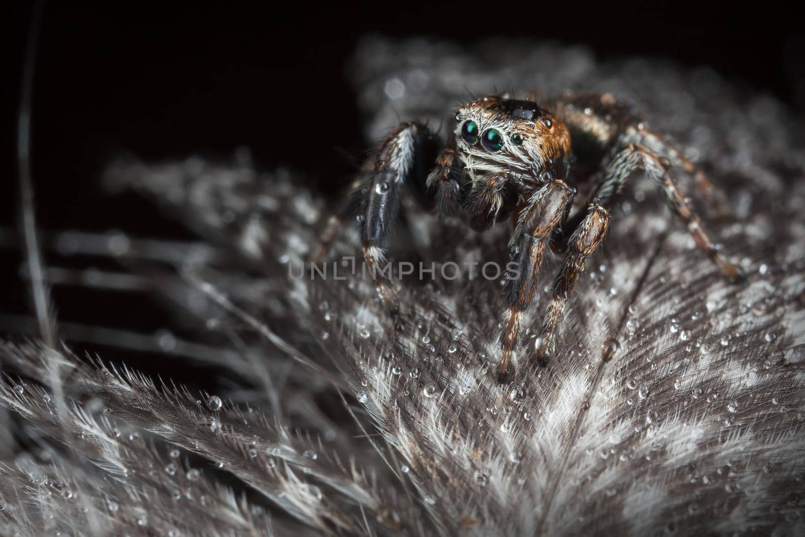 Jumping spider on the gray variegated feathers with water drops