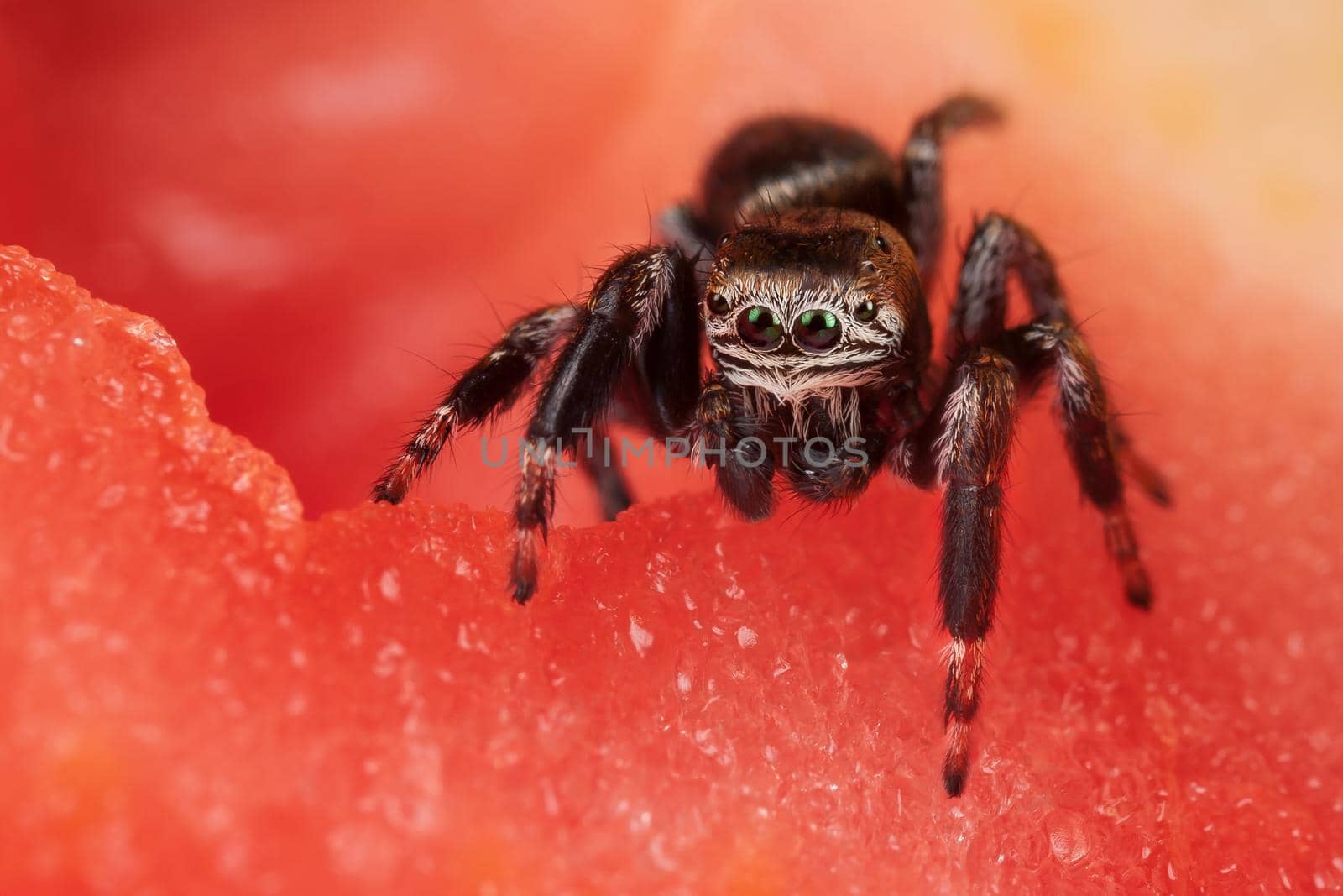 Jumping spider on the tomato, like in a beautiful red scene