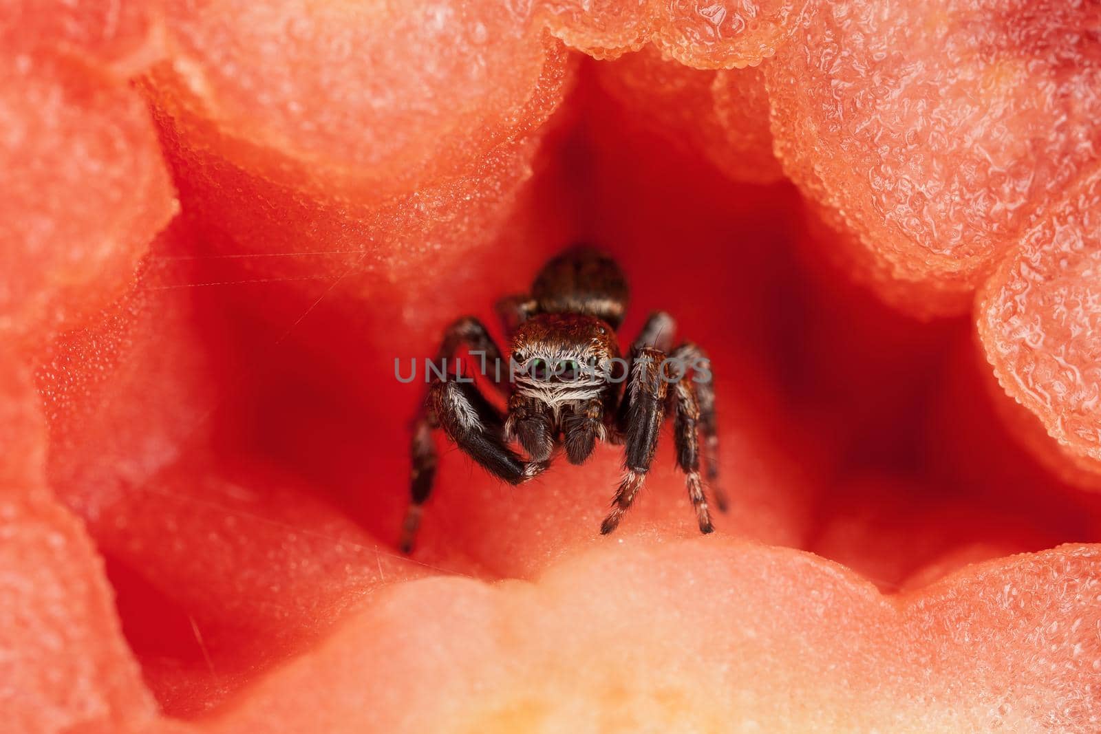 Jumping spider inside the tomato, resembling a beautiful red scene