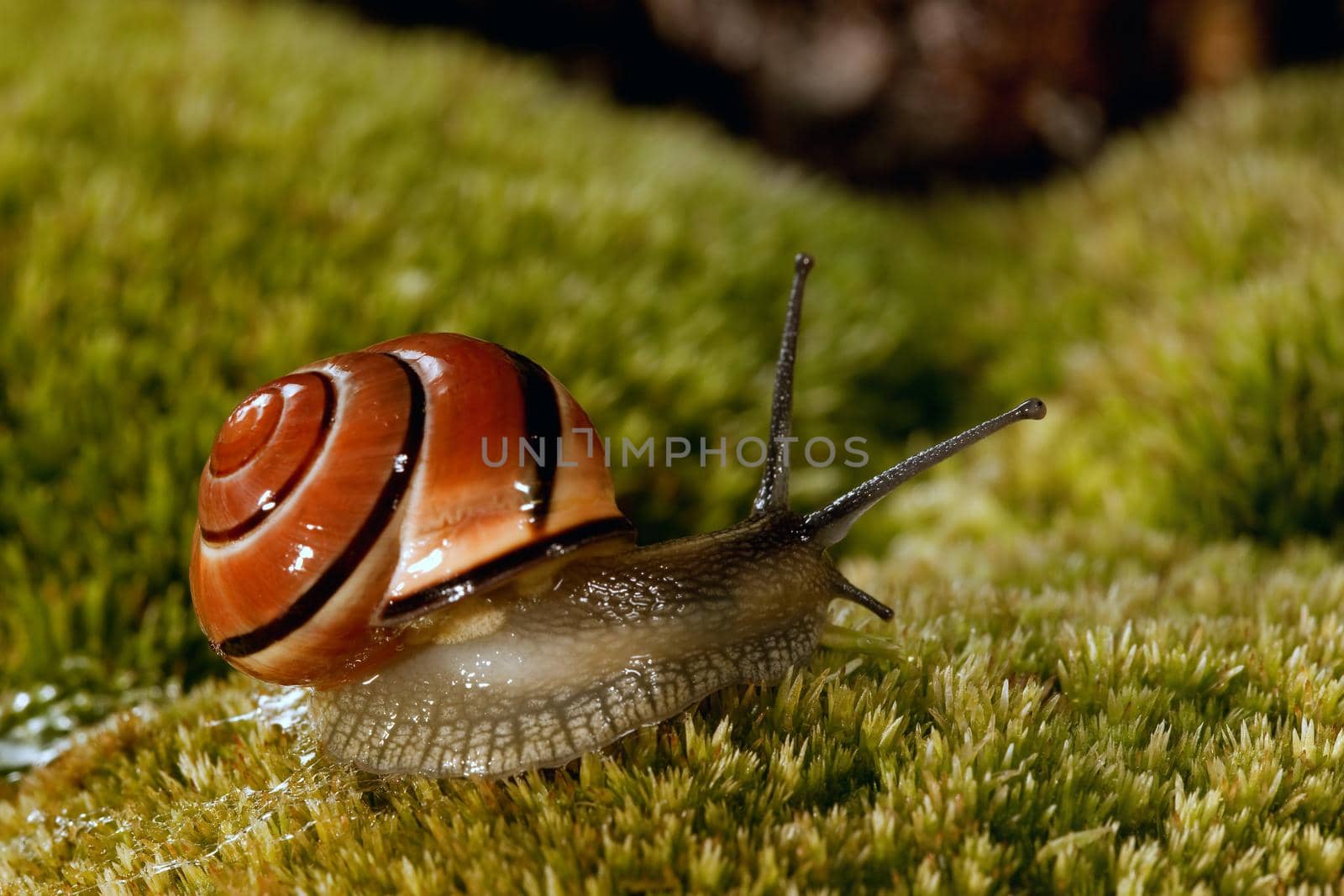 The nice snail with long antennas creeps on the surface of the moss