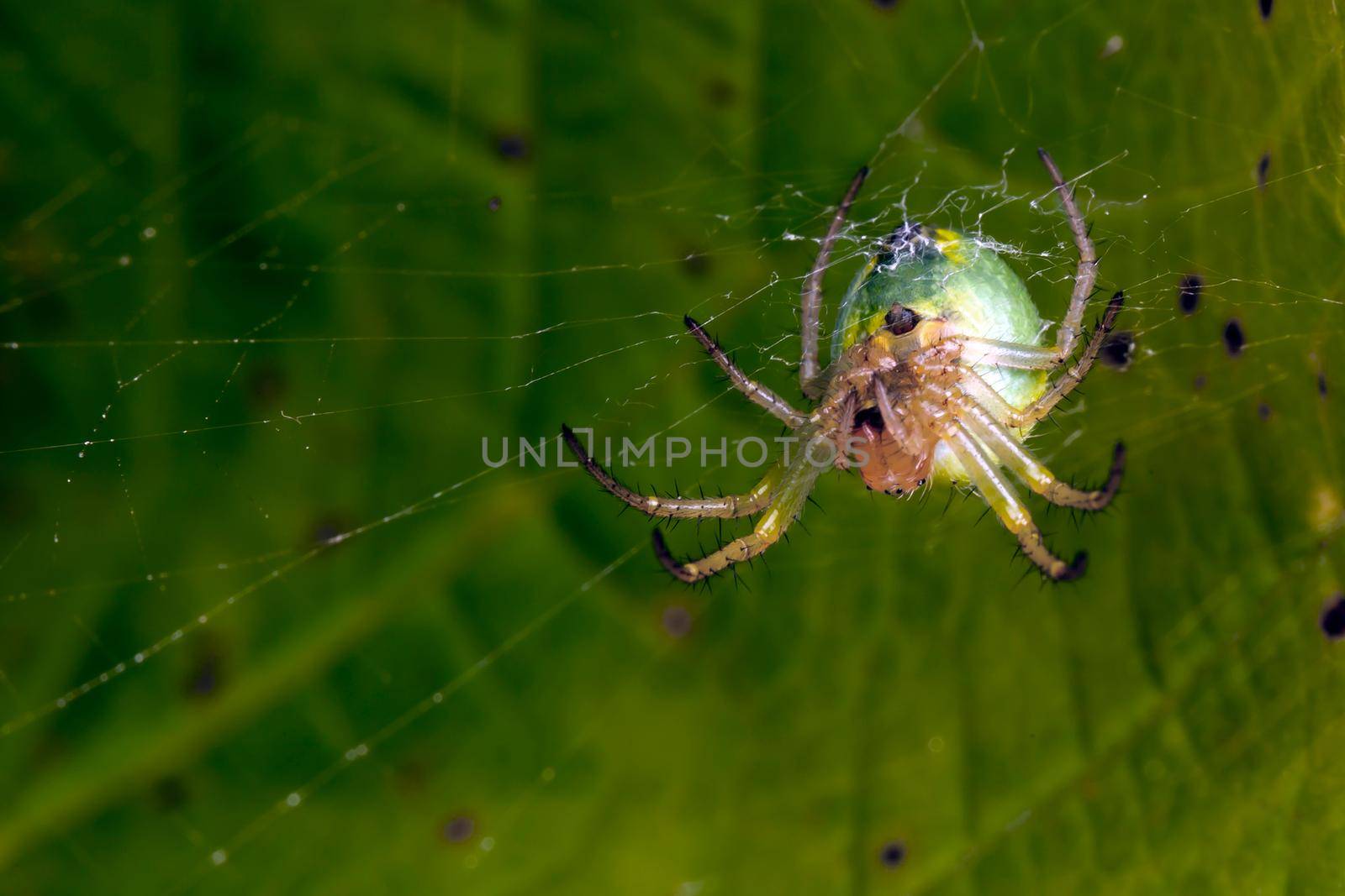 Araniella cucurbitina spider and his cobweb, bottom view