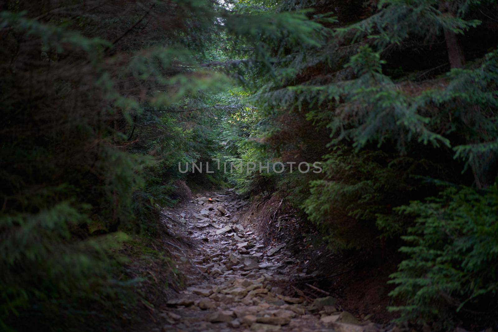 Mystical frightening path through dark scary forest with bright light at the end Mystery pine forest Selective focus