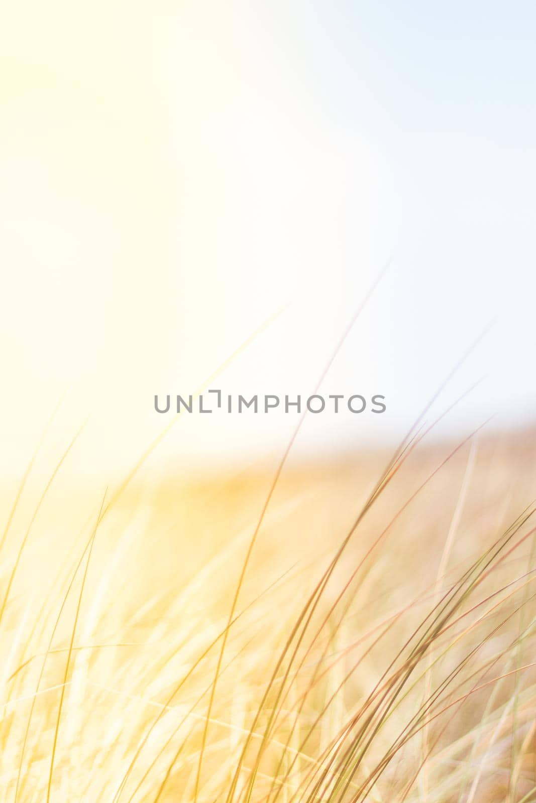 Sunshine over the summer field - beauty in nature, balanced lifestyle, environmental concept. Enjoying the sense of freedom