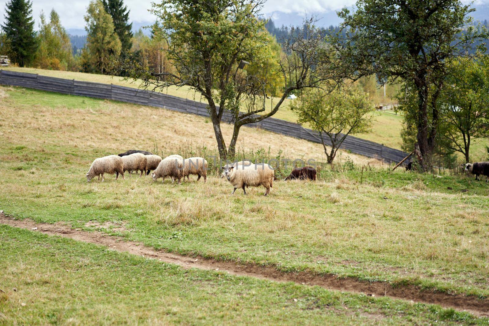 Flock of sheep grazing pasture at the foot of the Carpathian mountains Sheep domestic farm