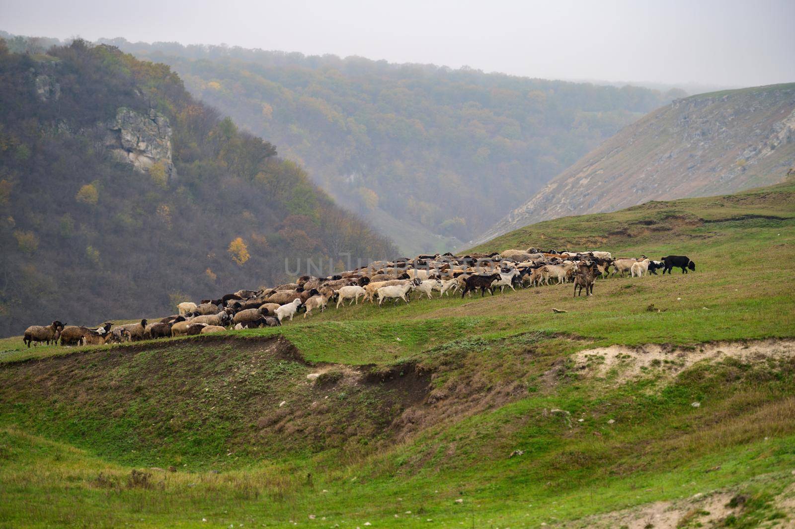 Hills landscape with grazing sheeps flock, north of Moldova, near Volodeni village