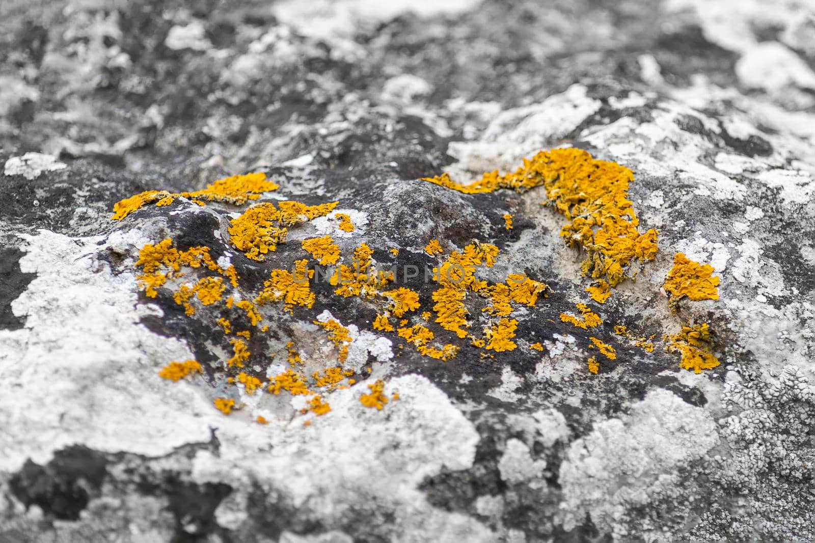 Yellow moss on a gray stone. Sunny autumn day. Front view. by Essffes