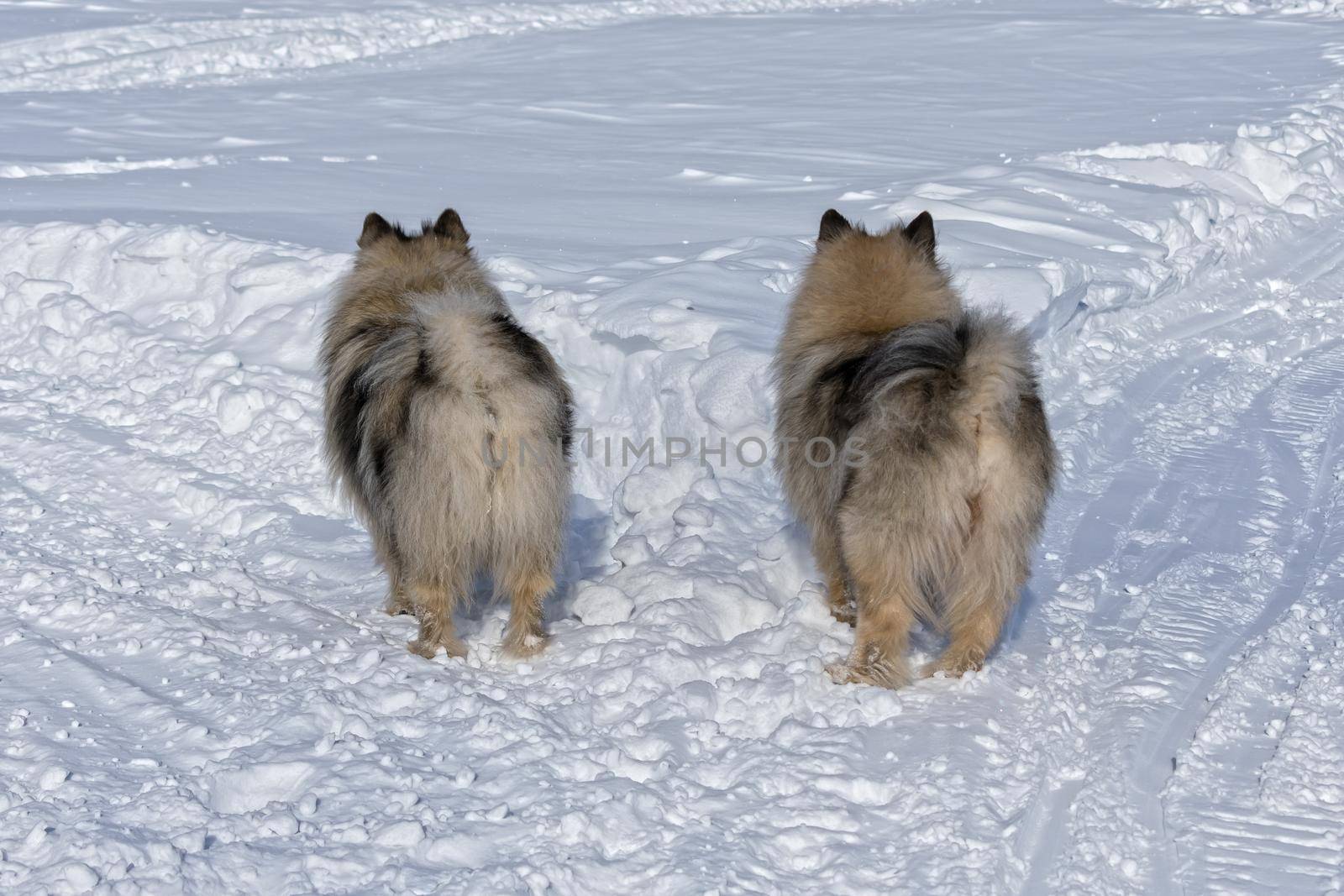 Two Keeshond dogs stand at the crossroads and choose different directions of movement