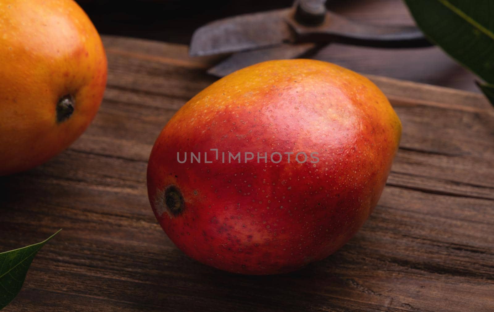 Mango. Close up of fresh ripe mango fruit on a bamboo sieve over dark wooden table background with green leaves.