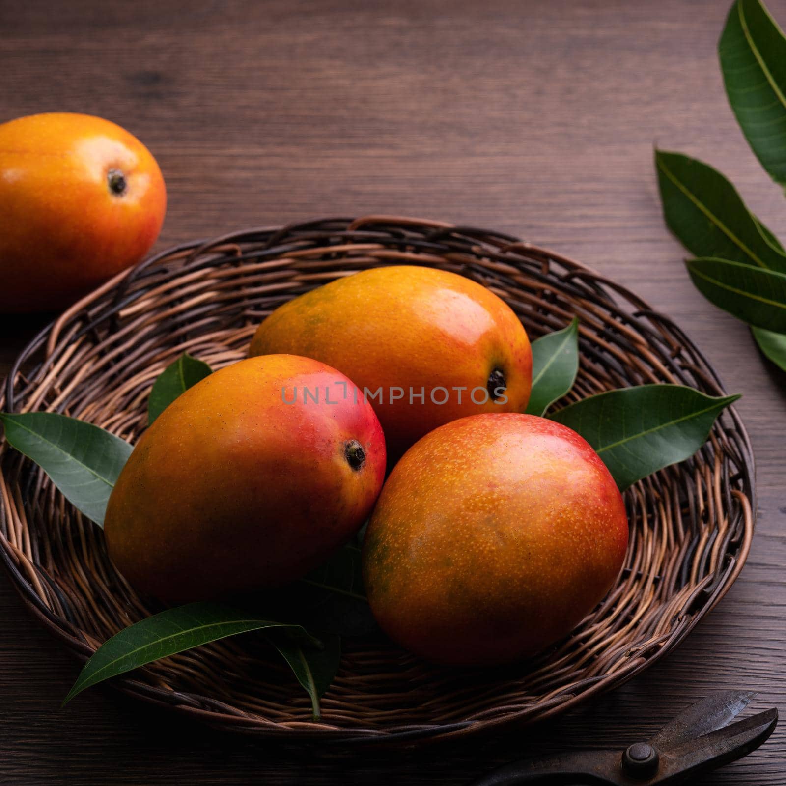 Mango. Close up of fresh ripe mango fruit on a bamboo sieve over dark wooden table background with green leaves.