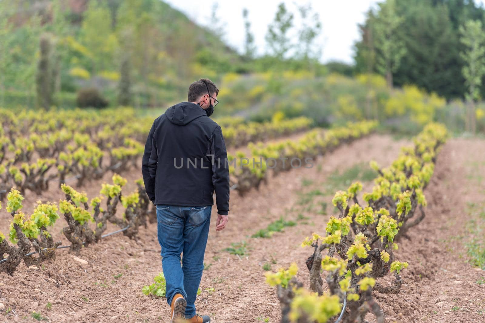 Vineyards in the La Rioja region of Spain in 2021.