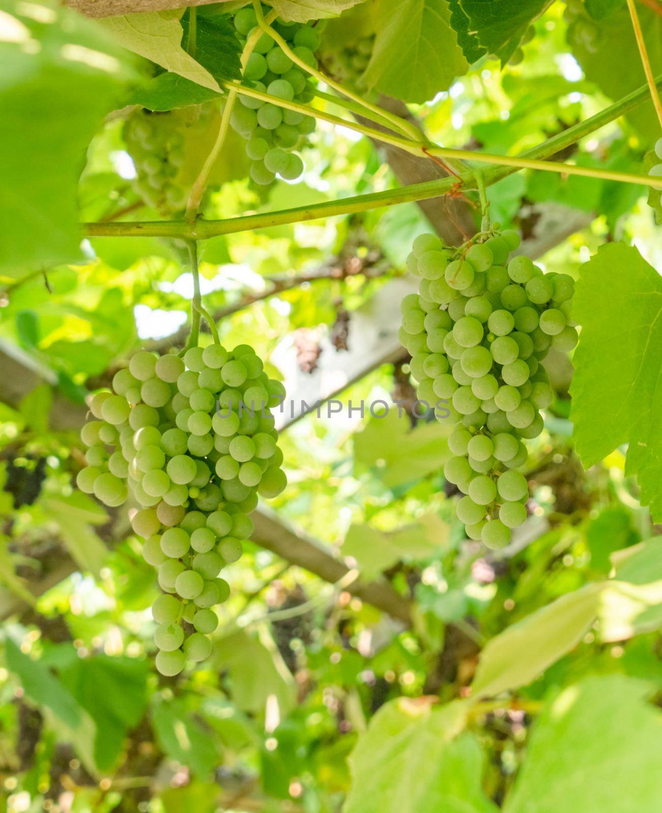 Fascicle of green grape growing among the leaves. Vine branch with racemules of green grape