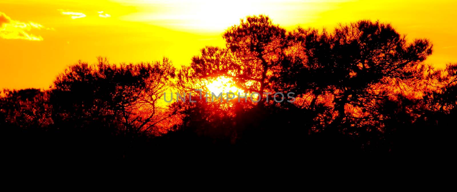 Countryside landscape at sunset with pines and native plants by soniabonet